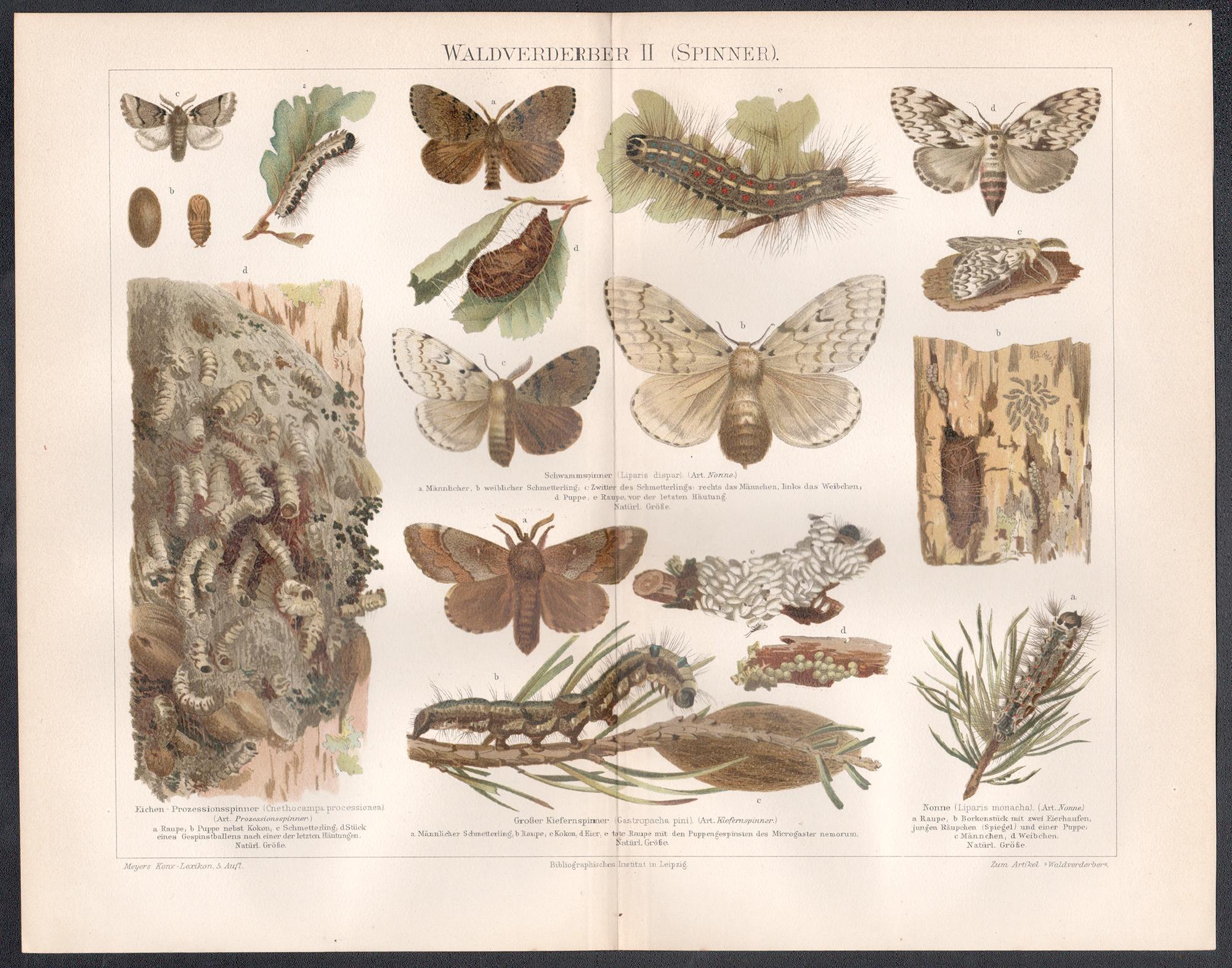 Waldverderber II (Spinner) I (Moths), gravure d'histoire naturelle ancienne allemande - Print de Unknown