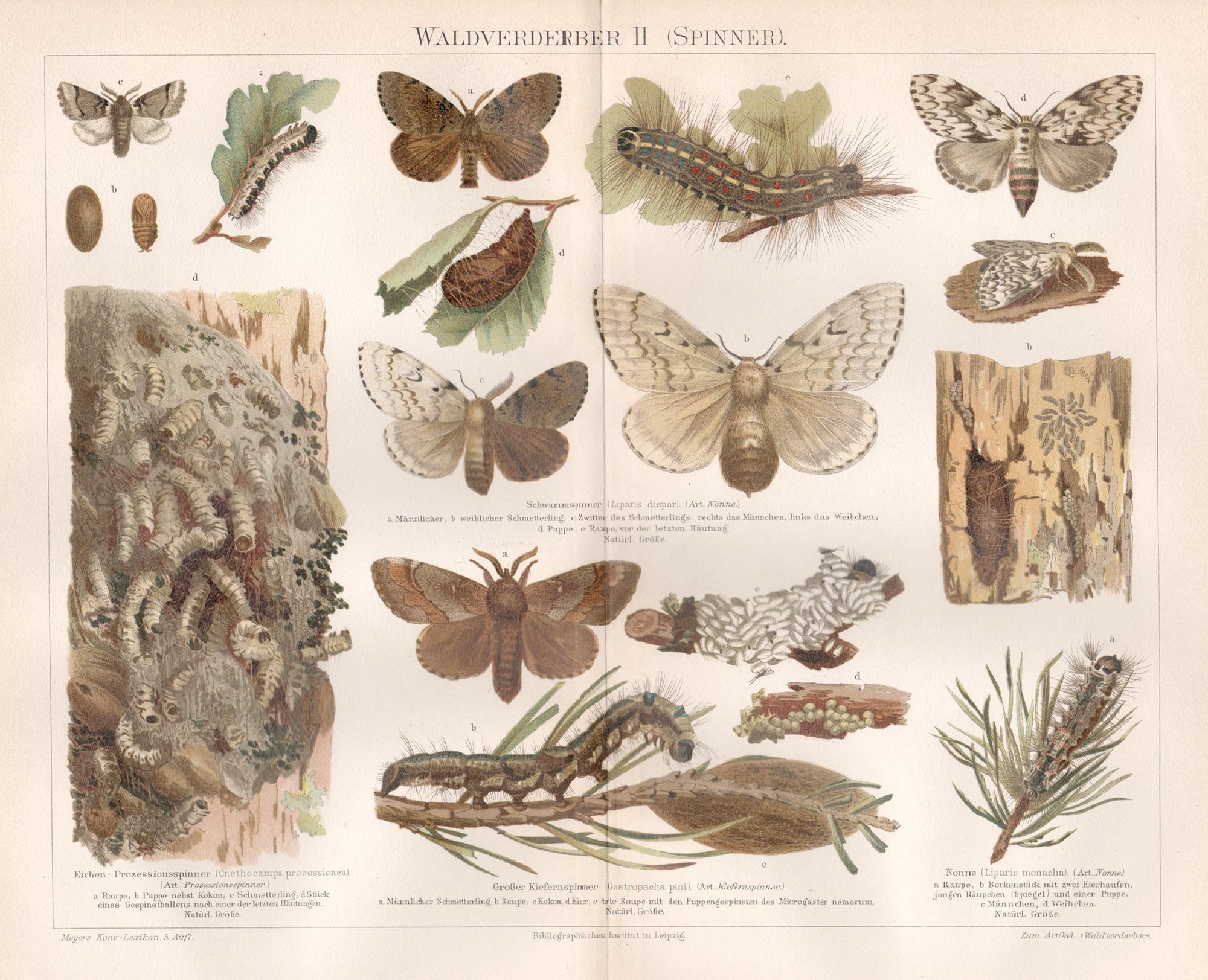 Unknown Animal Print - Waldverderber II (Spinner) I (Moths), German antique natural history print