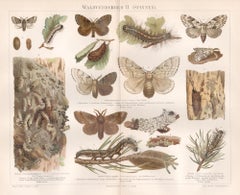 Waldverderber II (Spinner) I (Moths), gravure d'histoire naturelle ancienne allemande