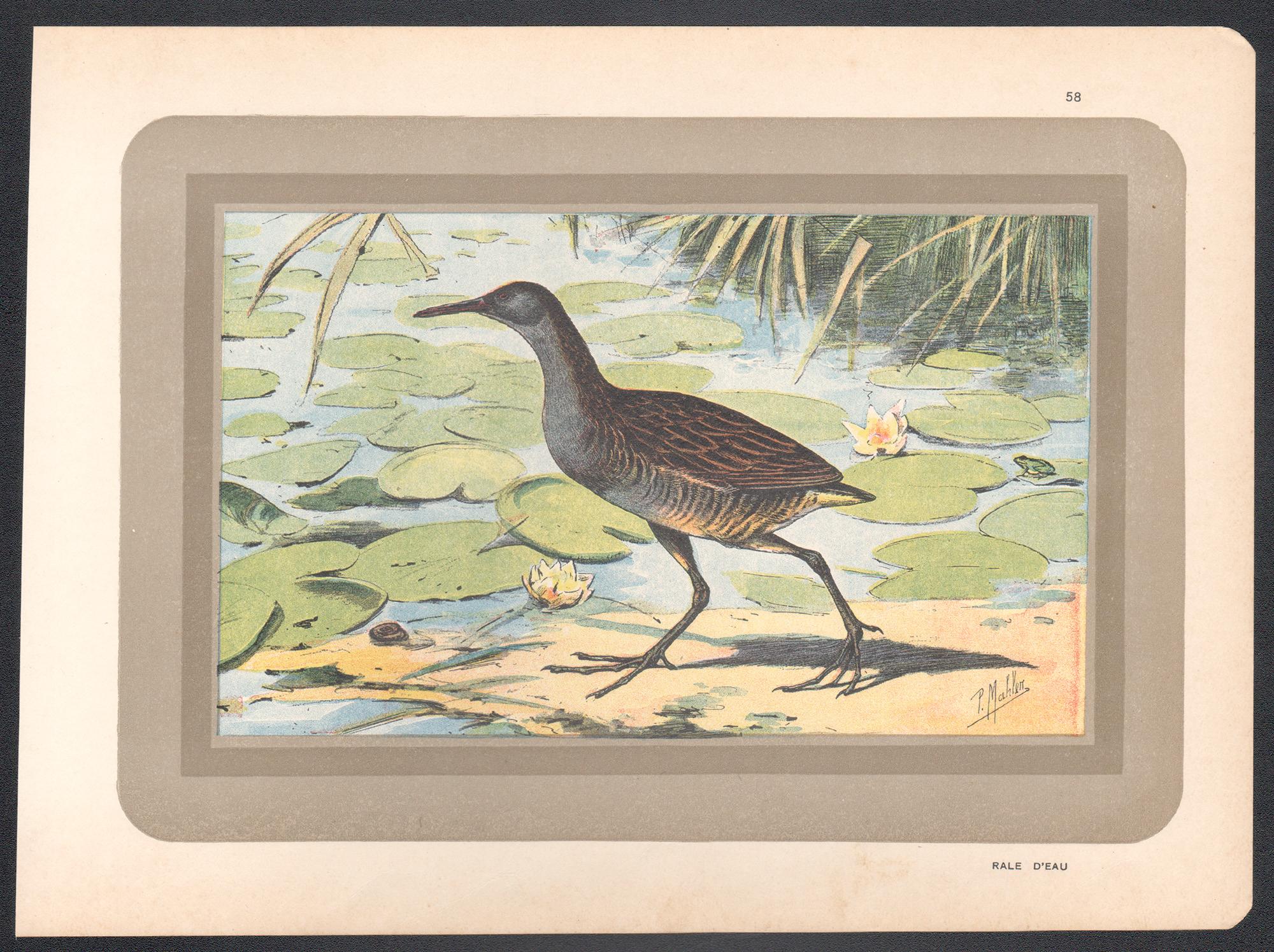 Water Rail, French antique natural history water bird art print - Print by Unknown