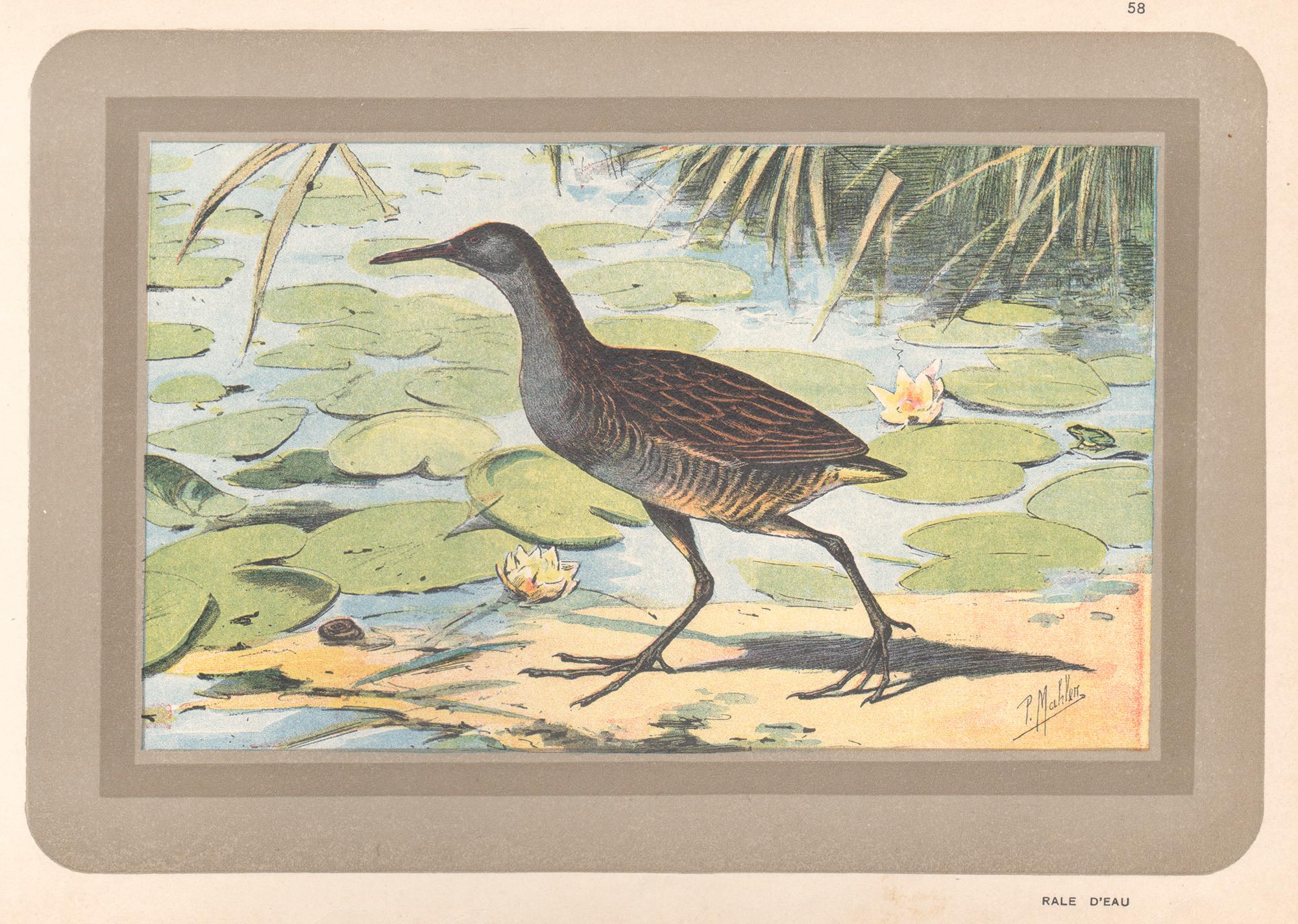 Unknown Animal Print - Water Rail, French antique natural history water bird art print
