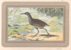 Aquarelle, gravure d'art d'oiseaux de l'histoire naturelle française d'antiquités