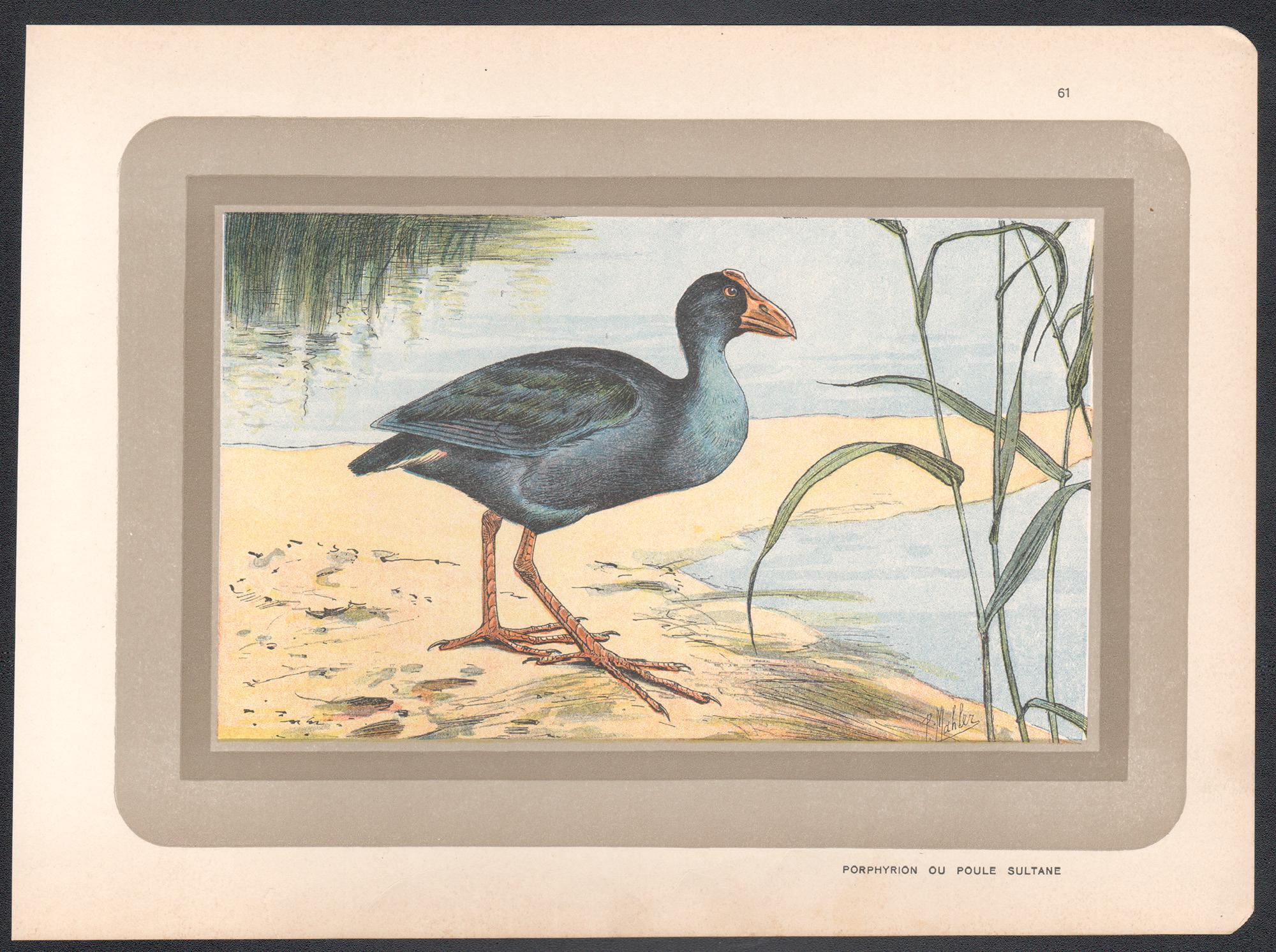 Western Swamphen, French antique natural history water bird art print - Print by Unknown