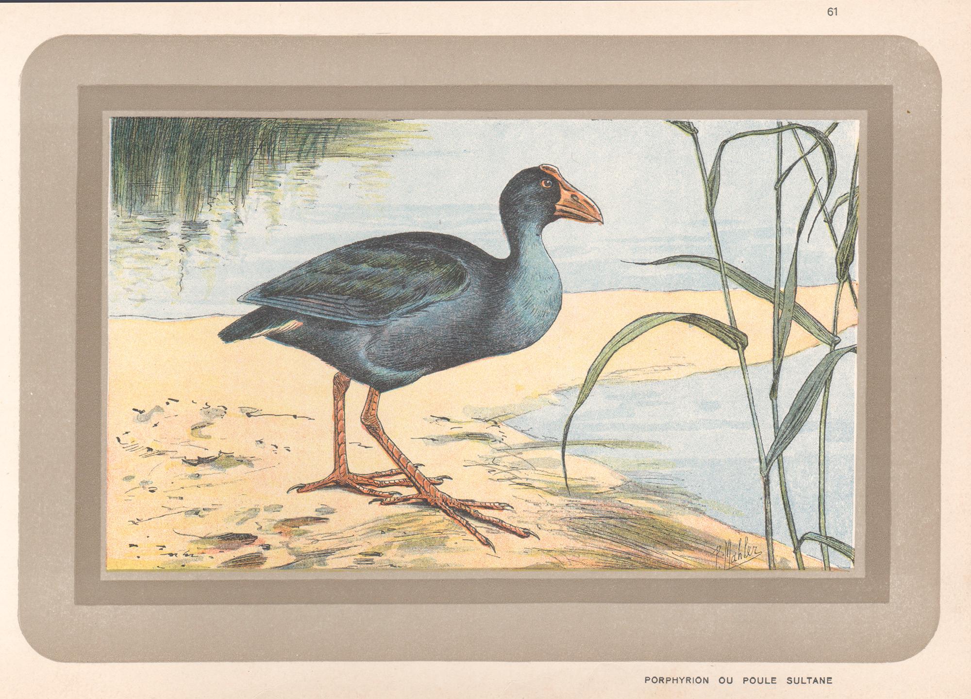 Unknown Animal Print - Western Swamphen, French antique natural history water bird art print