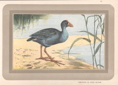 Western Swamphen, Französischer antiker Naturkunde-Aquarelldruck von Wasservögeln