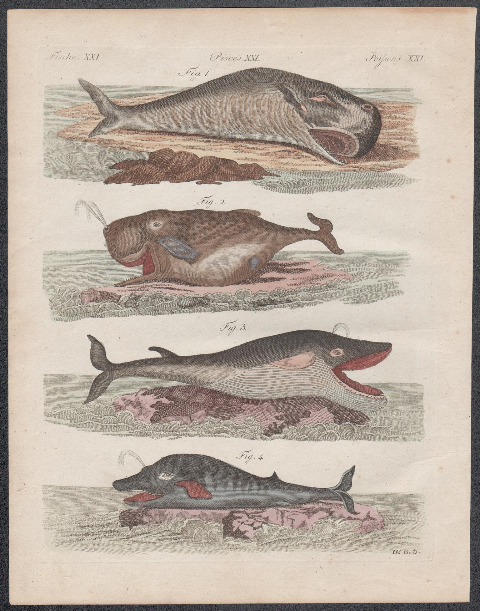 Unknown Print - Whales, engraving with original hand-colouring, circa 1815