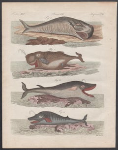 Whales, engraving with original hand-colouring, circa 1815