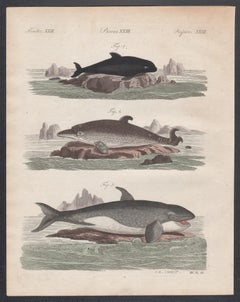 Whales, engraving with original hand-colouring, circa 1815