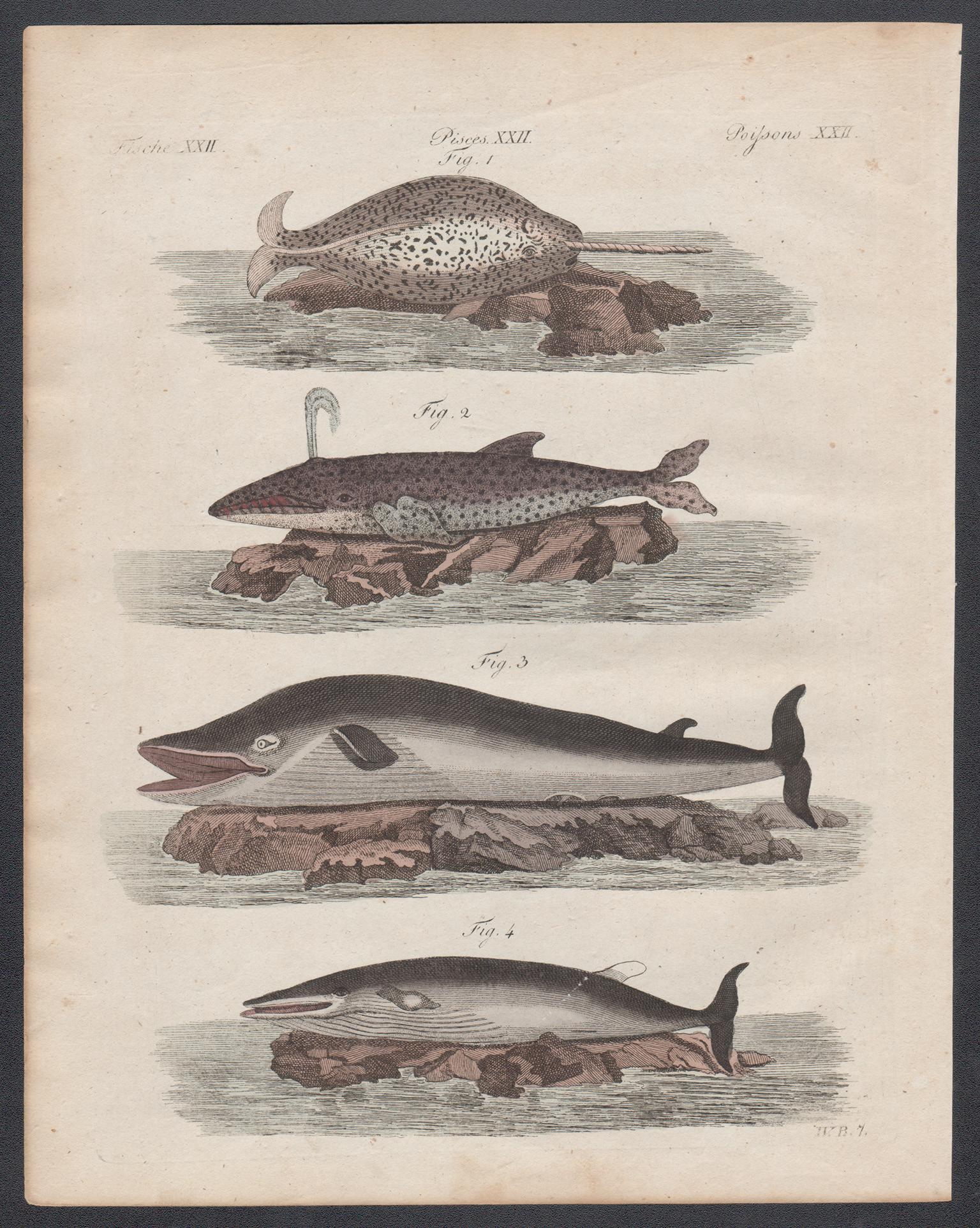 Unknown Print - Whales, engraving with original hand-colouring, circa 1815