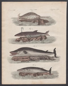 Whales, engraving with original hand-colouring, circa 1815
