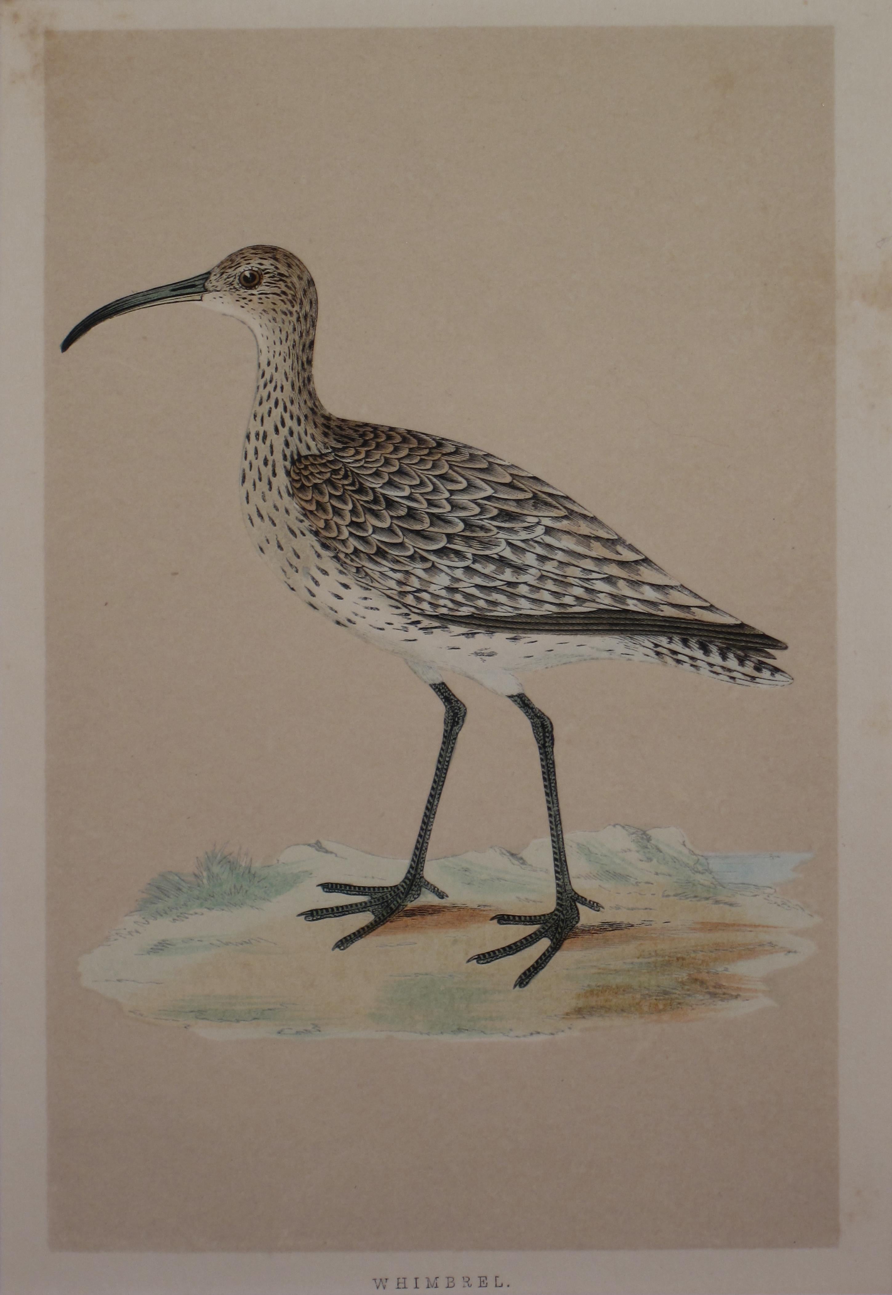 Unknown Animal Print - Whimbrel