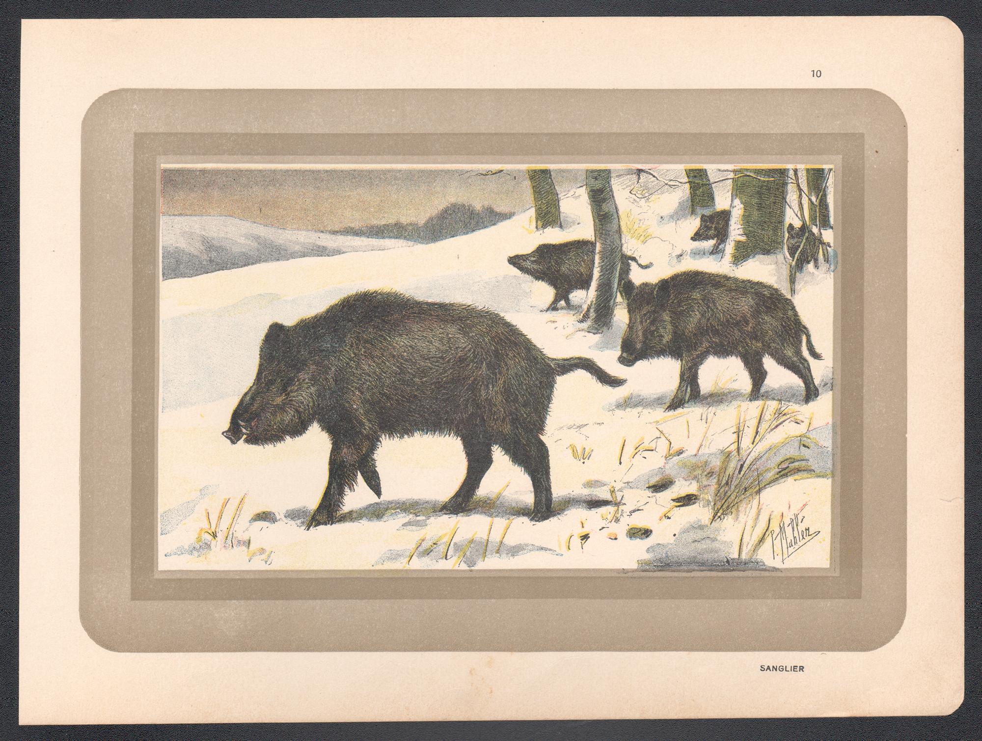Wild Boar, gravure d'art animalier d'histoire naturelle française ancienne - Print de Unknown
