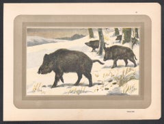 Wild Boar, French antique natural history animal art print
