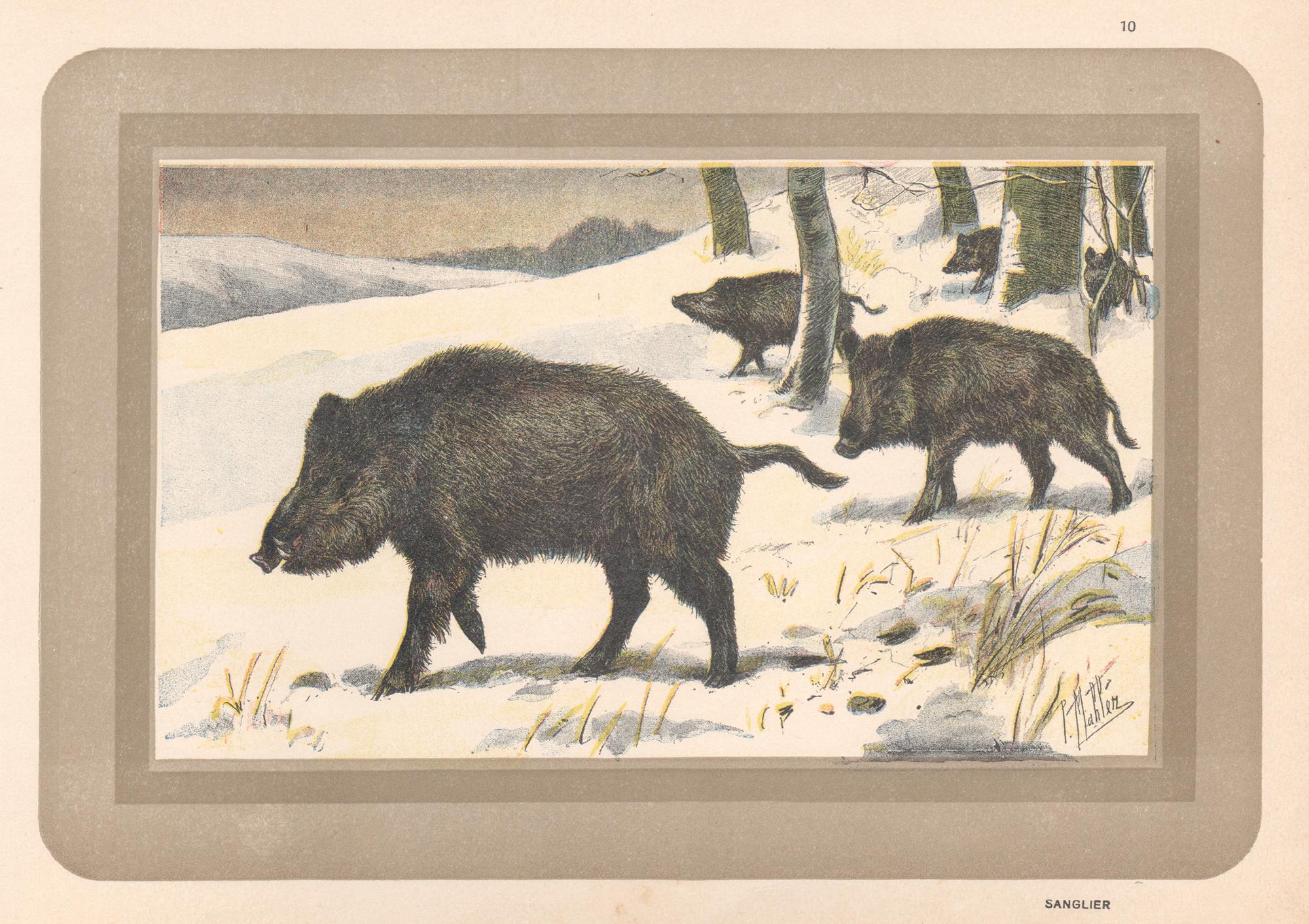 Unknown Animal Print - Wild Boar, French antique natural history animal art print