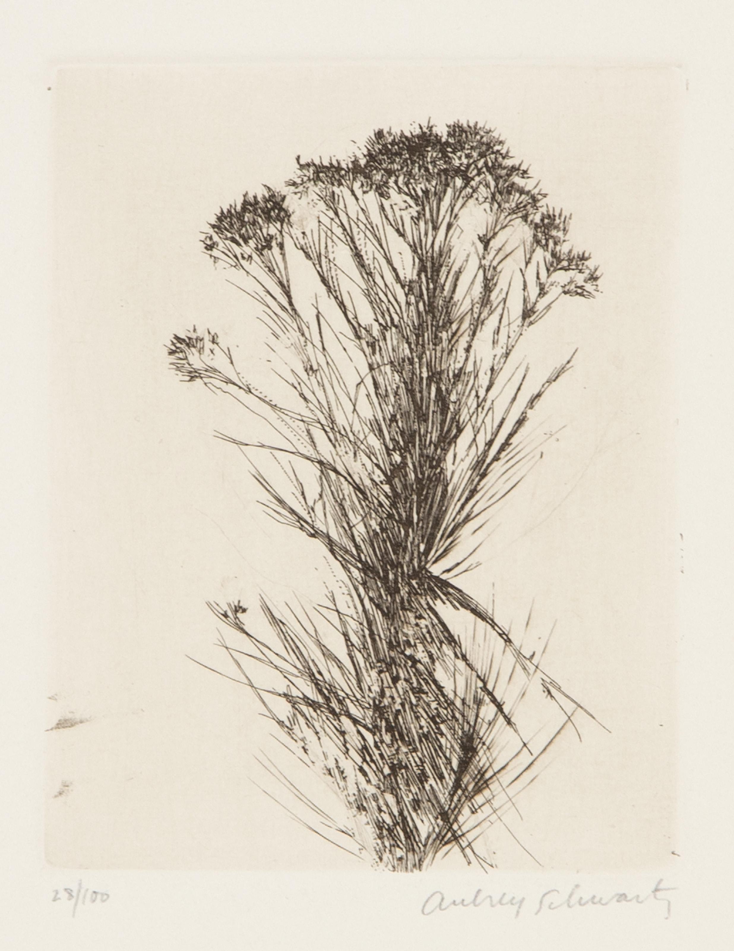 Aubrey Schwartz, estadounidense (1928 - 2019) -  Flores silvestres III, Año: 1966, Medio: Aguafuerte, firmado y numerado a lápiz, Edición: 28/100, Tamaño de la imagen: 4,75 x 3,75 pulgadas, Tamaño: 14 x 10 pulgadas (35,56 x 25,4 cm), Impresor: