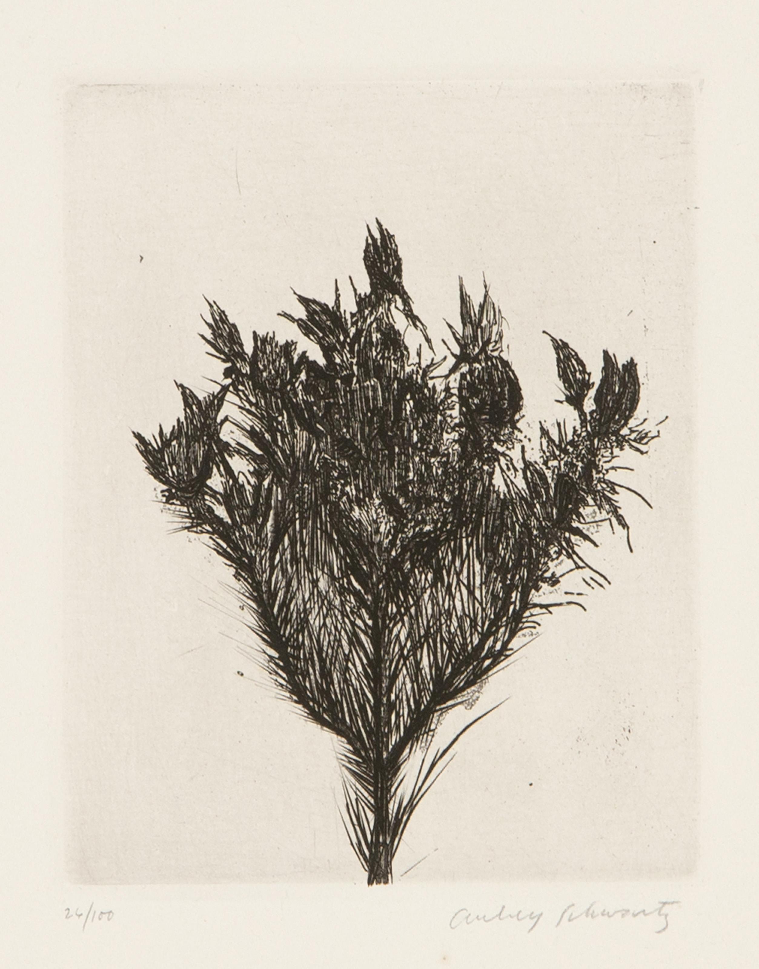 Aubrey Schwartz, estadounidense (1928 - 2019) -  Flores silvestres IV, Año: 1966, Técnica: Aguafuerte, firmado y numerado a lápiz, Edición: 100, Tamaño de la imagen: 4,75 x 3,75 pulgadas, Tamaño: 14 x 10 pulgadas (35,56 x 25,4 cm), Impresor: