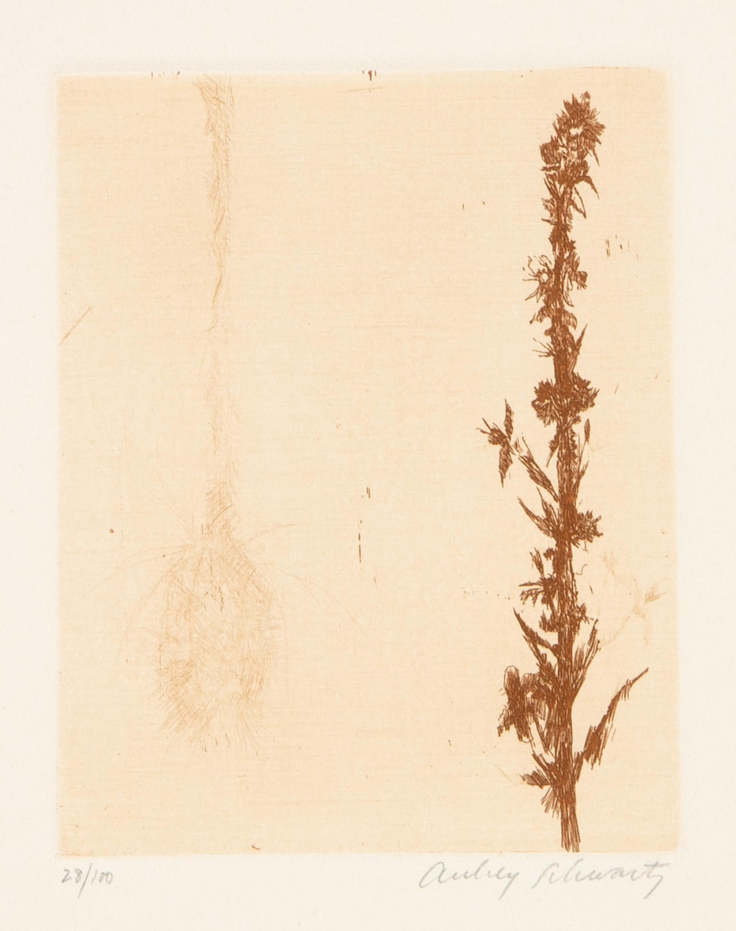  Aubrey Schwartz, estadounidense (1928 - 2019) -  Flores silvestres IX, Año: 1966, Técnica: Aguafuerte, firmado y numerado a lápiz, Edición: 28/100, Tamaño de la imagen: 4,75 x 3,75 pulgadas, Tamaño: 14 x 10 pulgadas (35,56 x 25,4 cm), Impresor: