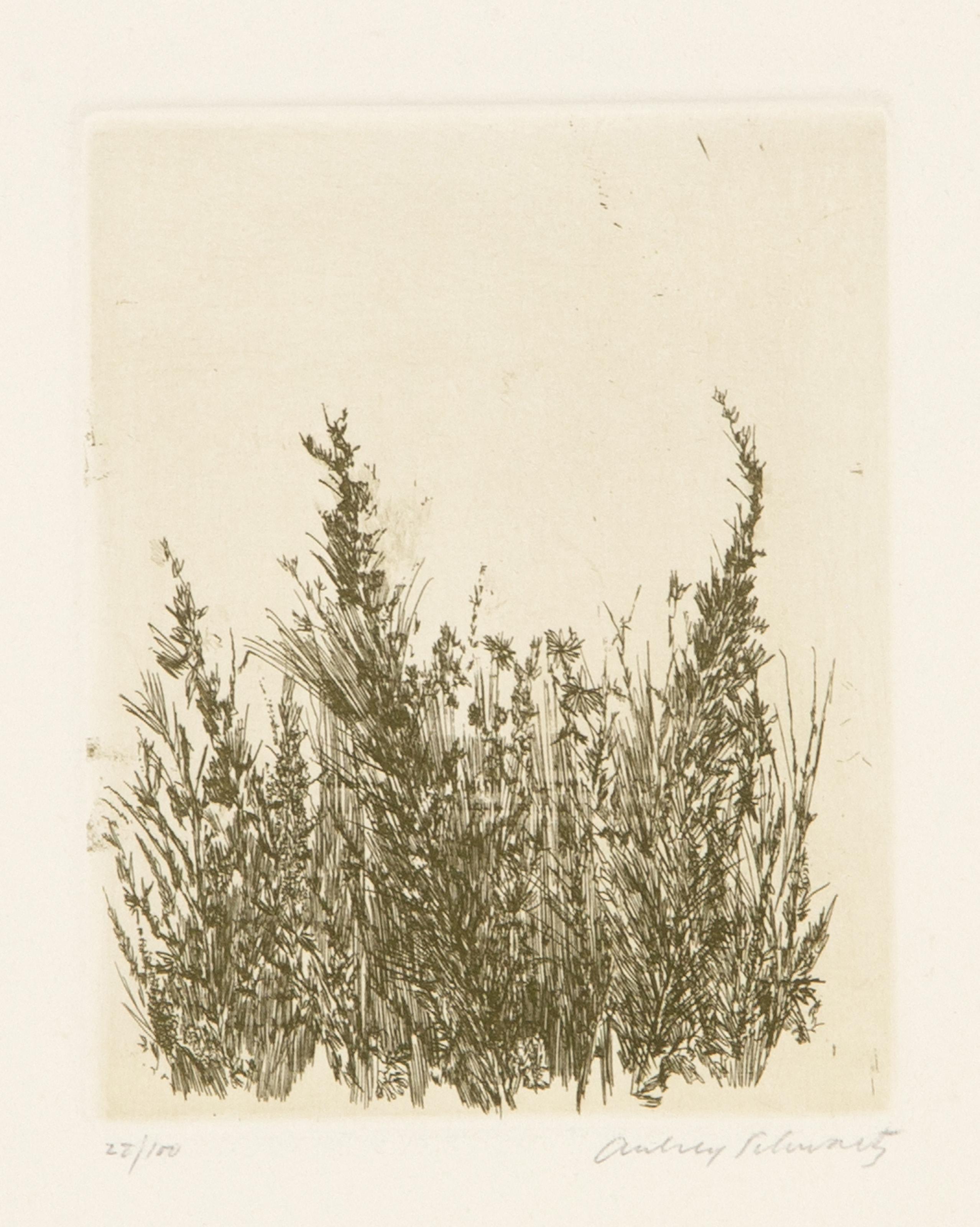 Aubrey Schwartz, estadounidense (1928 - 2019) -  Flores silvestres VI, Año: 1966, Técnica: Aguafuerte, firmado y numerado a lápiz, Edición: 28/100, Tamaño de la imagen: 4,75 x 3,75 pulgadas, Tamaño: 14 x 10 pulgadas (35,56 x 25,4 cm), Impresor: