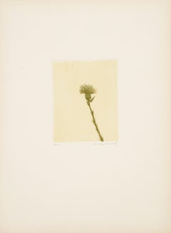 Wild Flowers VII, Modern Etching by Aubrey Schwartz