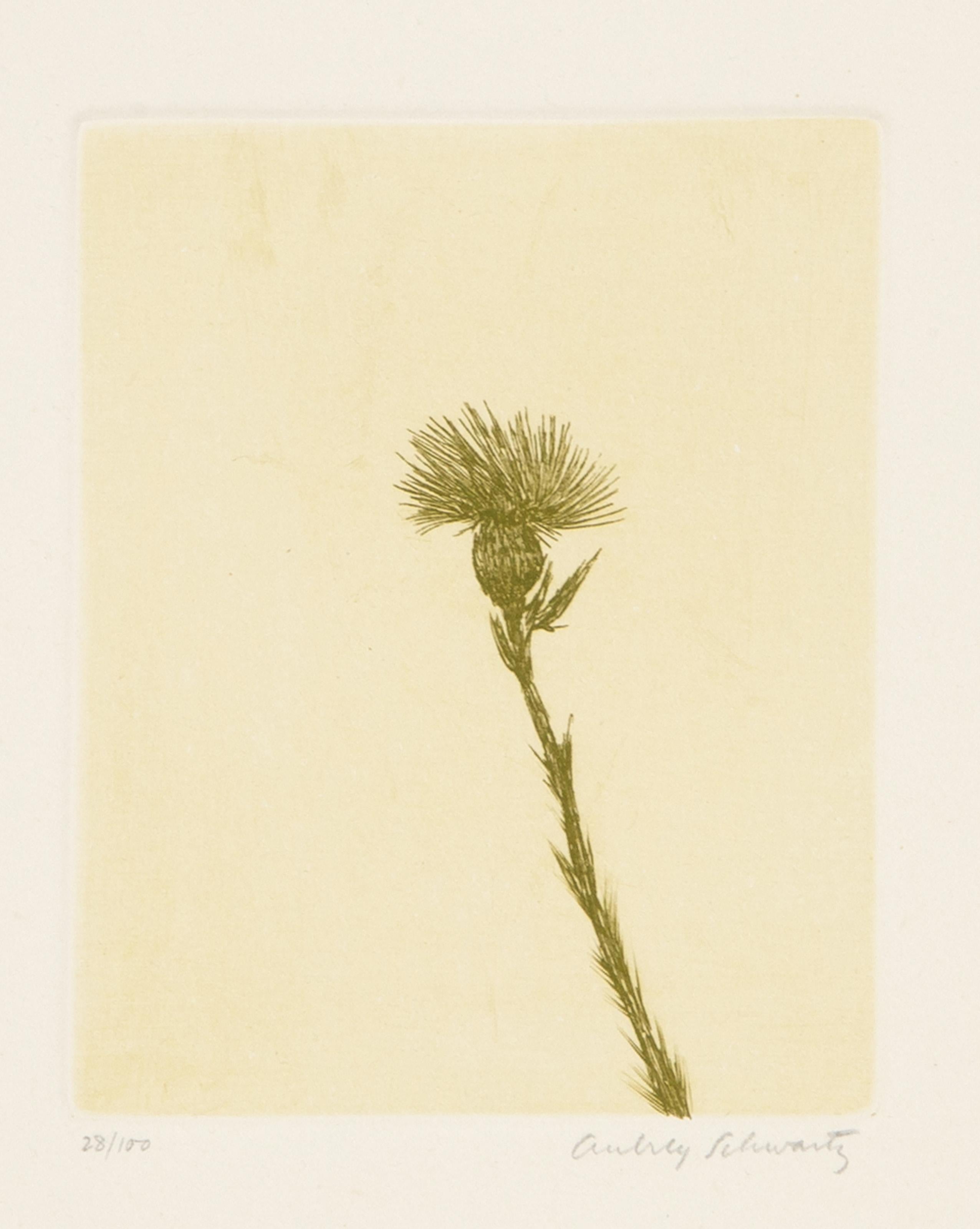 Aubrey Schwartz, estadounidense (1928 - 2019) -  Flores silvestres VII, Año: 1966, Técnica: Aguafuerte, firmado y numerado a lápiz, Edición: 28/100, Tamaño de la imagen: 4,75 x 3,75 pulgadas, Tamaño: 14 x 10 pulgadas (35,56 x 25,4 cm), Impresor: