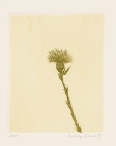 Wildblumen VII, moderne Radierung von Aubrey Schwartz