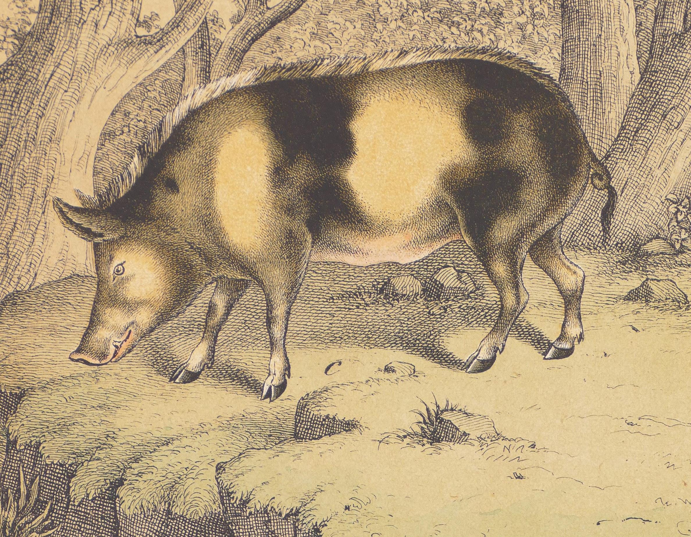 Wildes Schwein und Hippopotamus – Originallithographie – spätes 19. Jahrhundert – Print von Unknown