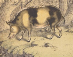 Wild Pig and Hippopotamus - Lithograph - Late 19th Century