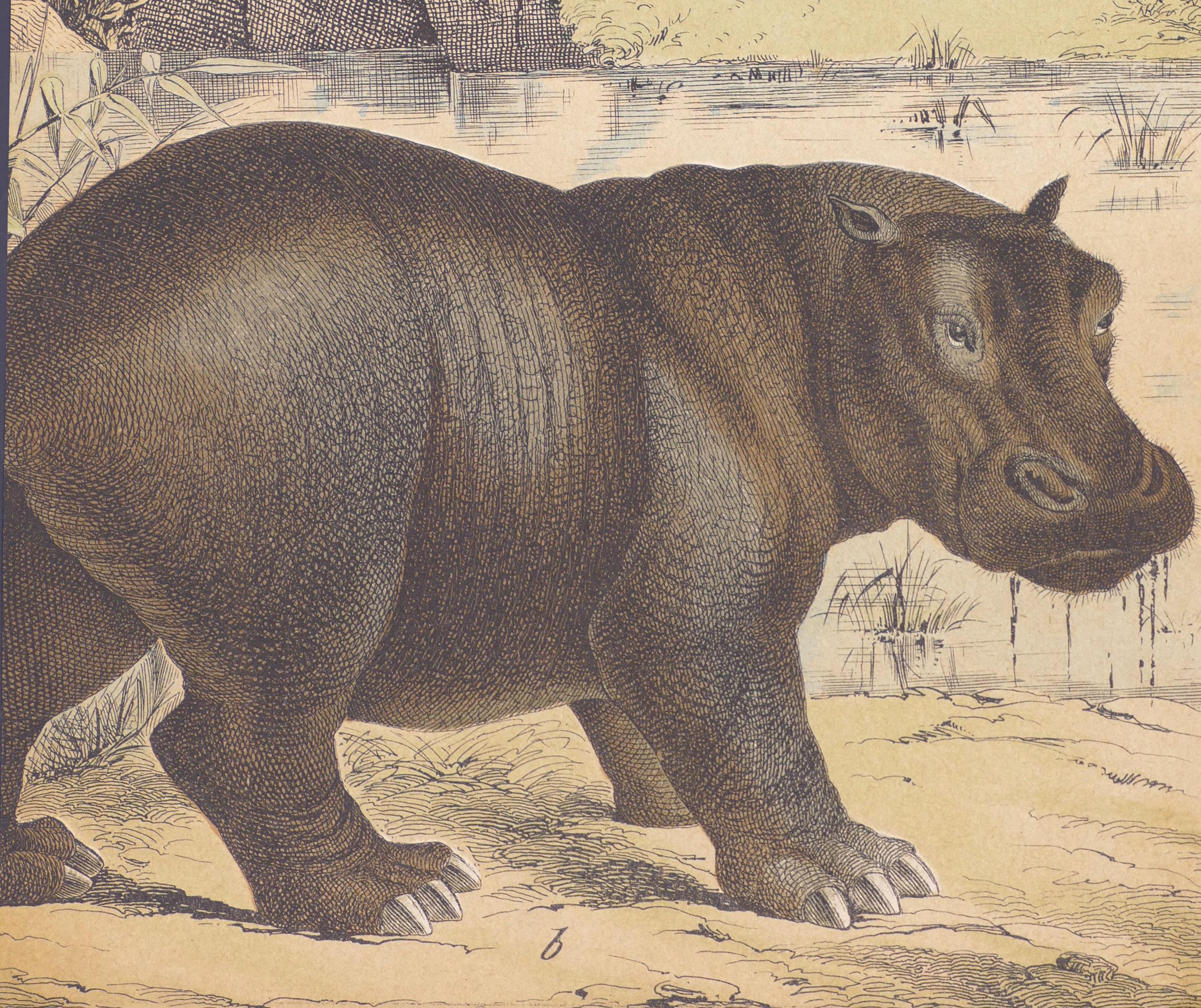 Wildes Schwein und Hippopotamus – Originallithographie – spätes 19. Jahrhundert (Braun), Animal Print, von Unknown