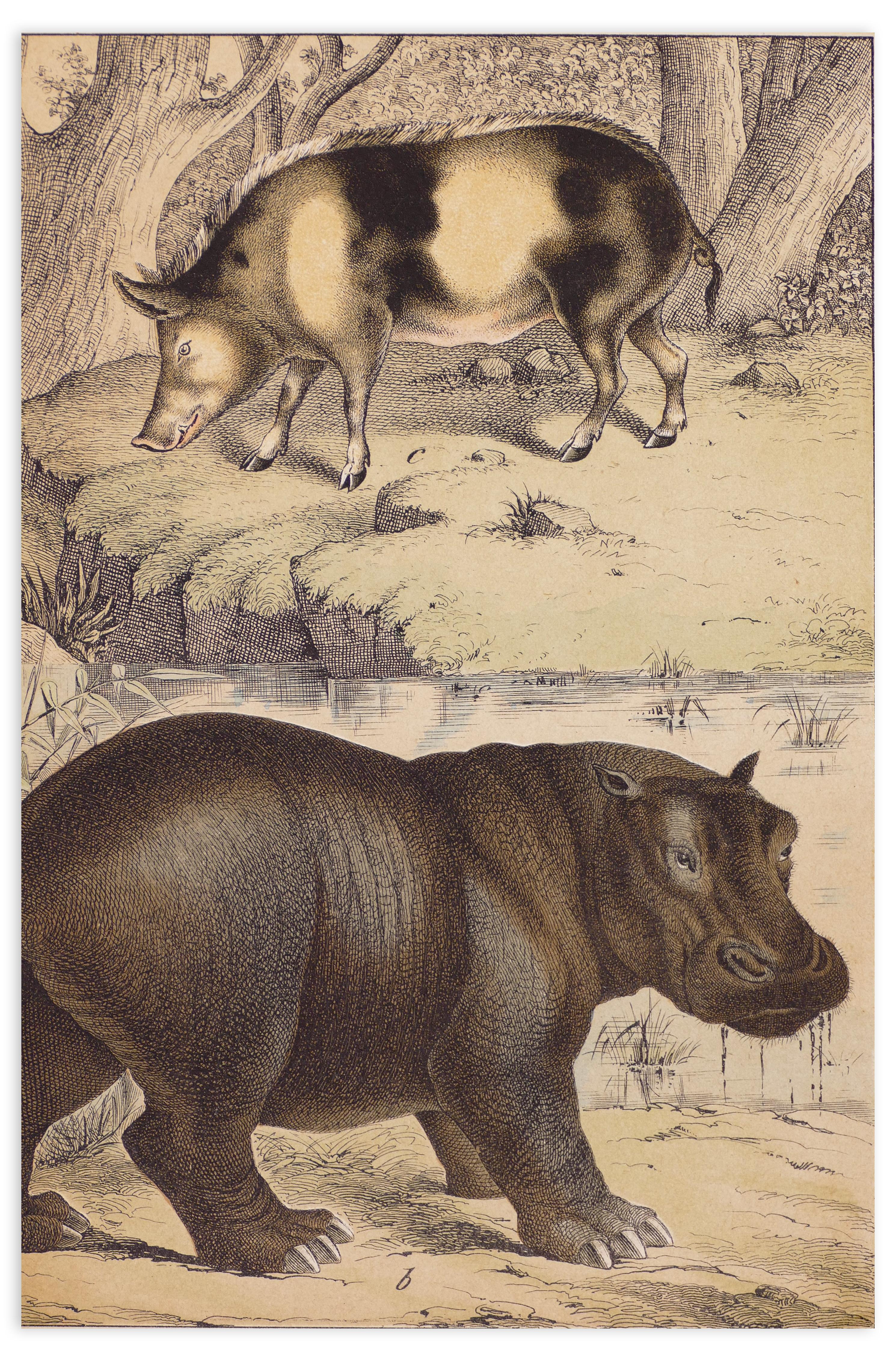 Unknown Animal Print – Wildes Schwein und Hippopotamus – Originallithographie – spätes 19. Jahrhundert
