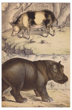 Wild Pig and Hippopotamus - Original Lithograph - Late 19th Century