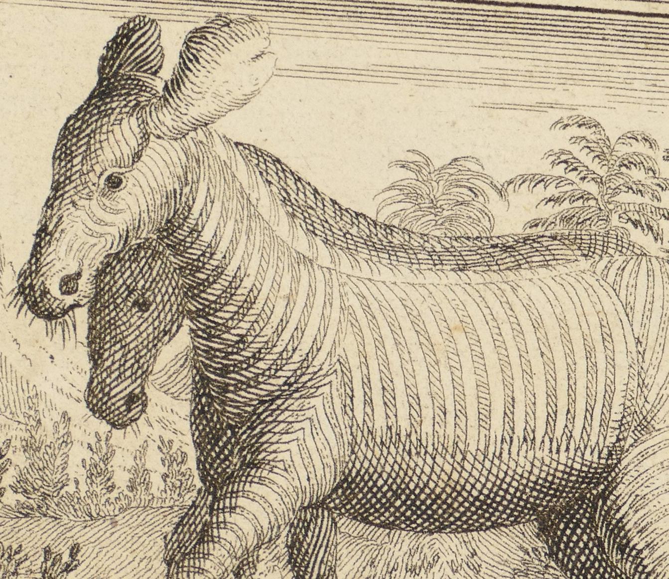 Zebras - Original Etching - 18th Century - Print by Unknown