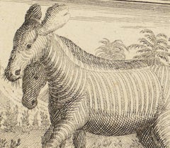 Zebras - Original Etching - 18th Century