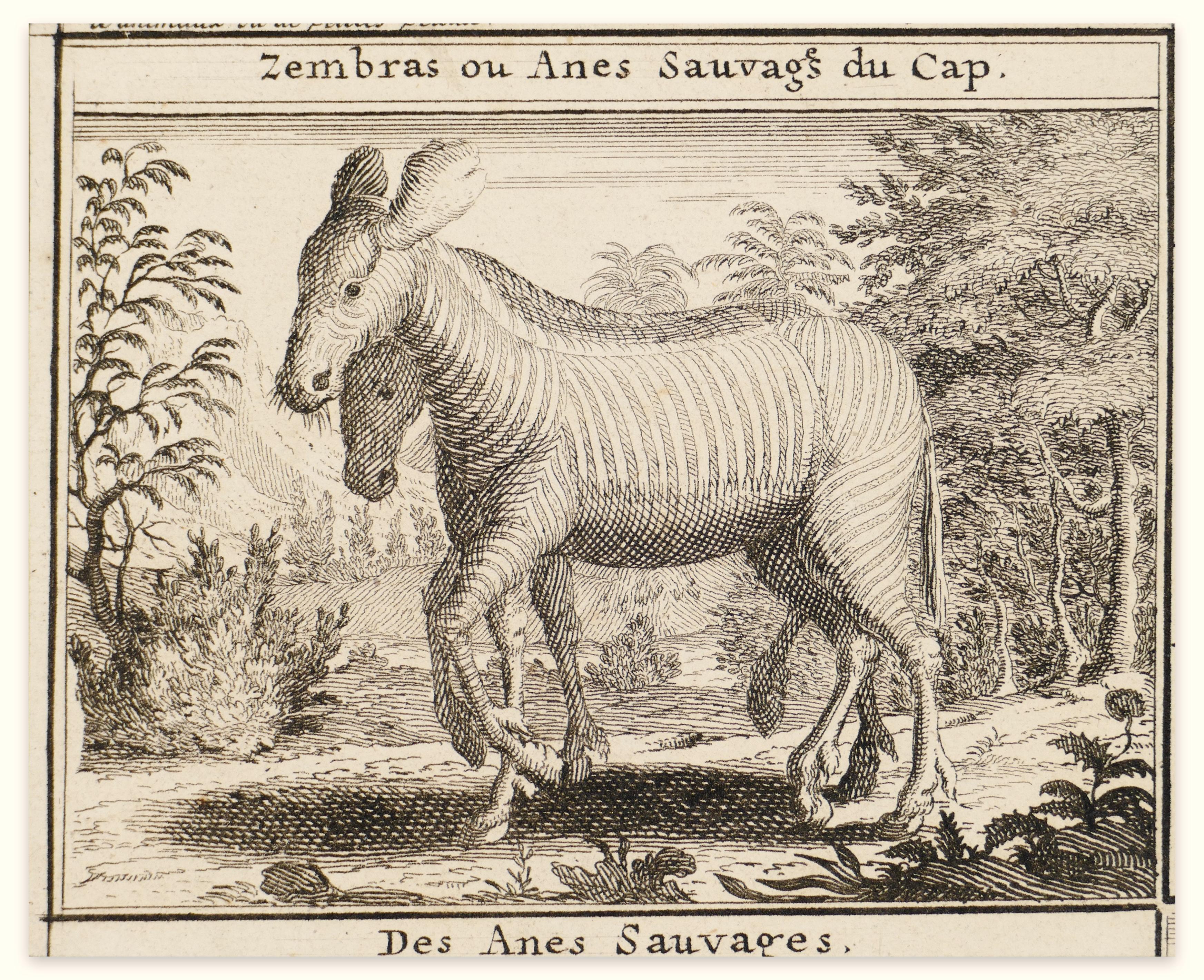 Original-Radierung von Zebras – 18. Jahrhundert