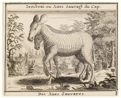 Zebras - Original Etching - 18th Century