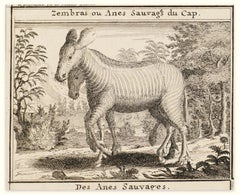 Zebras - Gravure originale - XVIIIe siècle