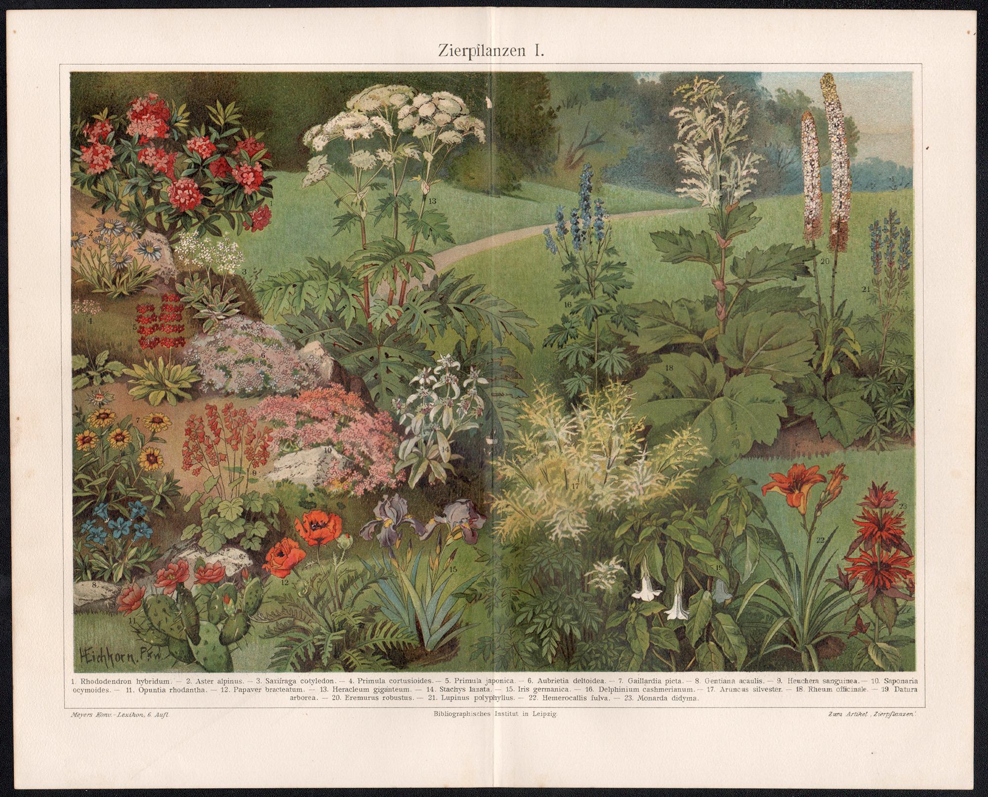 Zierpilanzen (Ornamental Plants) German antique botanical chromolithograph print - Print by Unknown