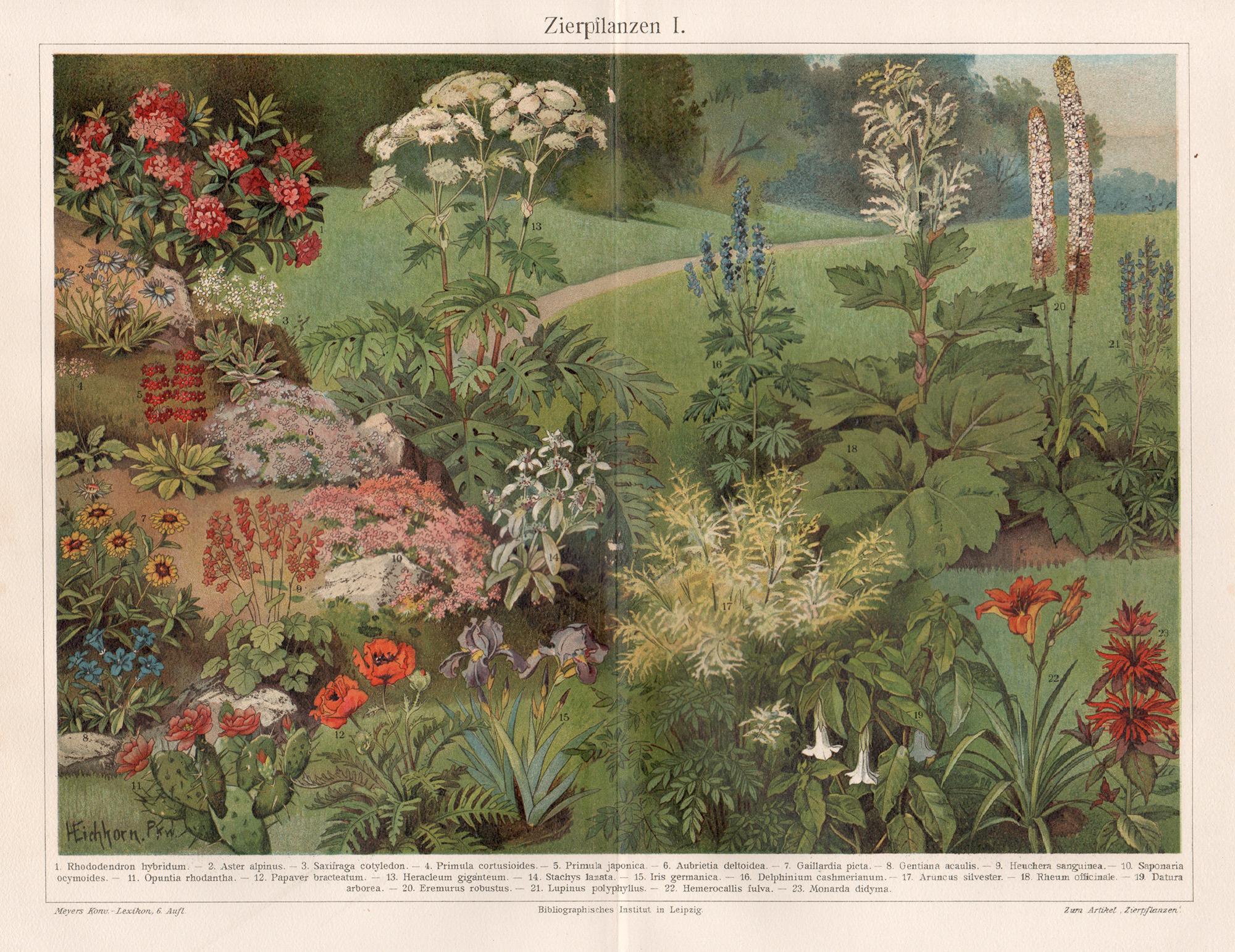 Unknown Print - Zierpilanzen (Ornamental Plants) German antique botanical chromolithograph print