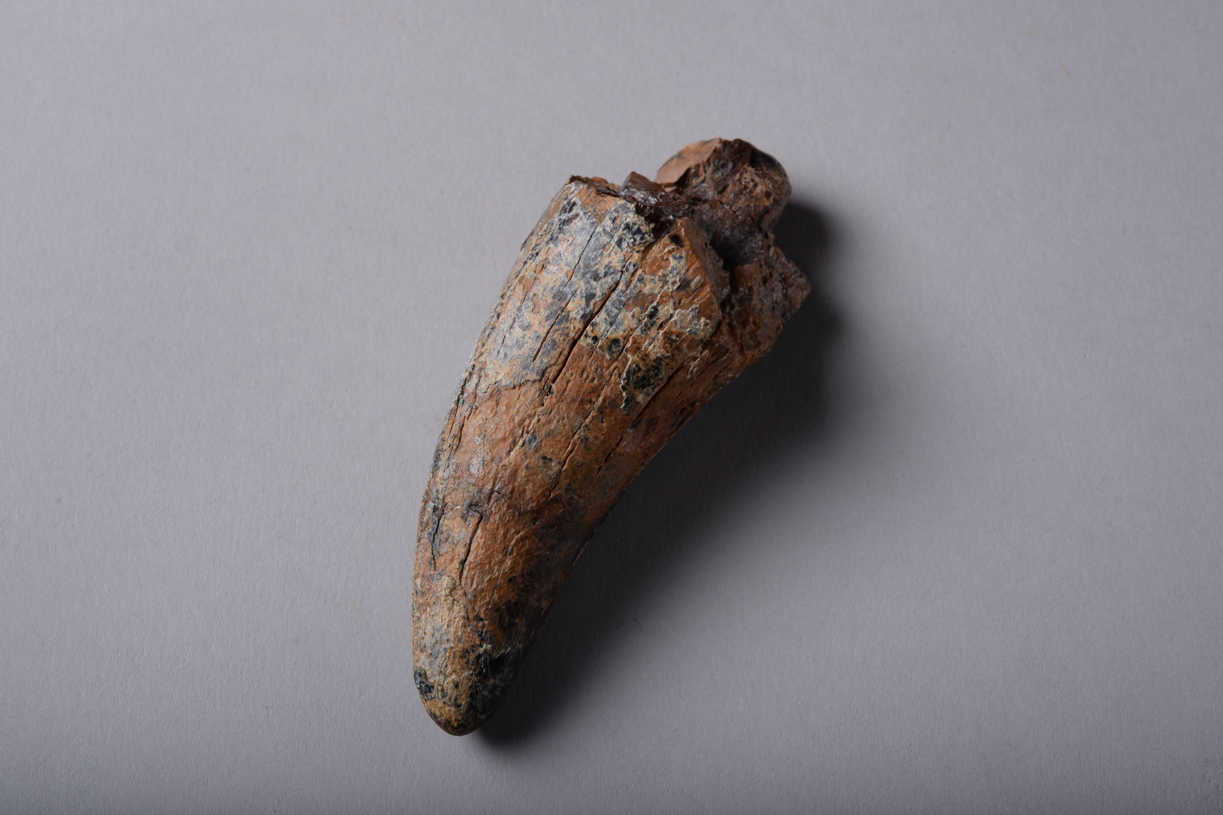 t rex tooth for sale