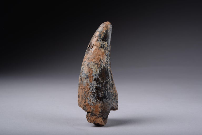 tyrannosaurus rex tooth fossil for sale