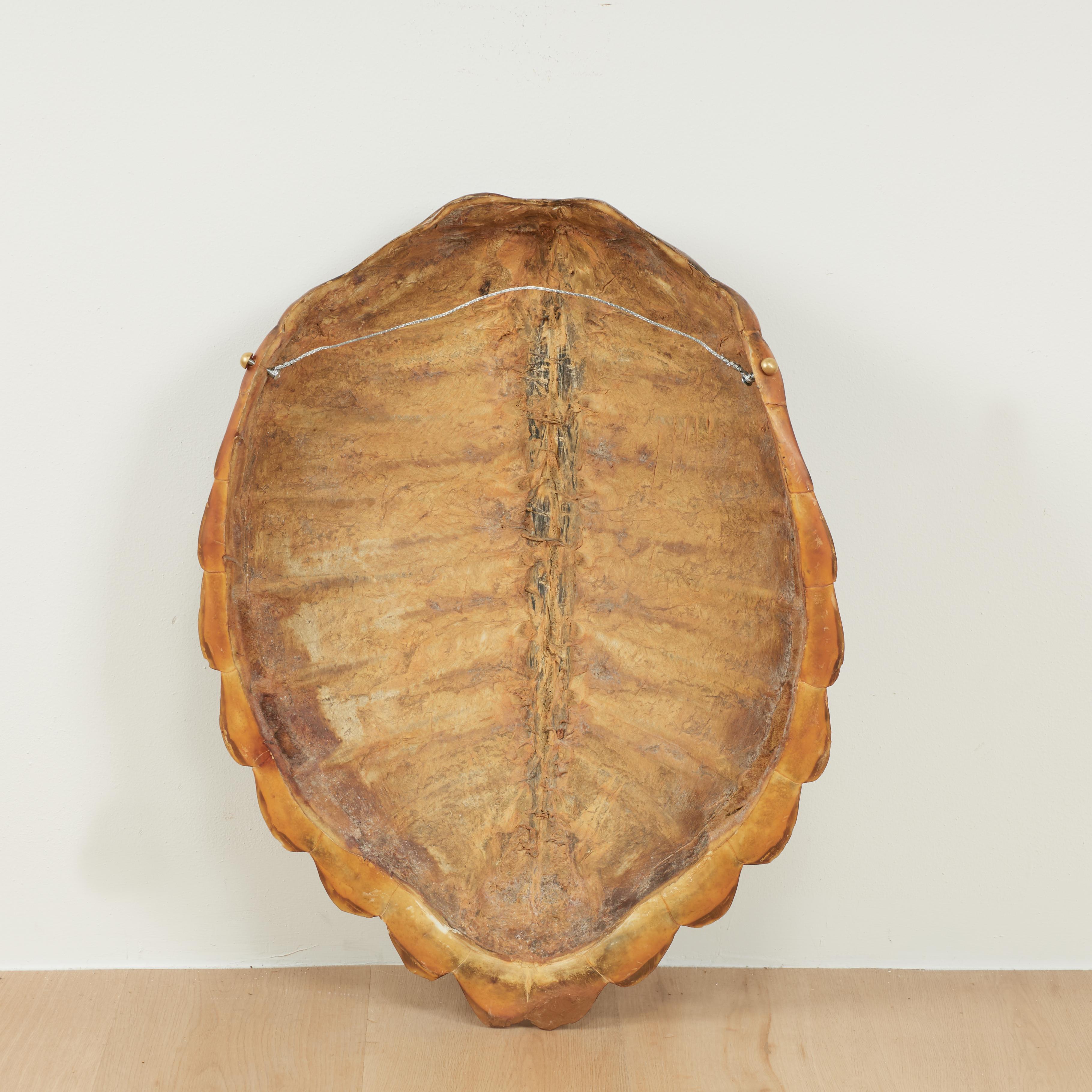Unknown - Antique Organic Turtle Shell For Sale at 1stDibs