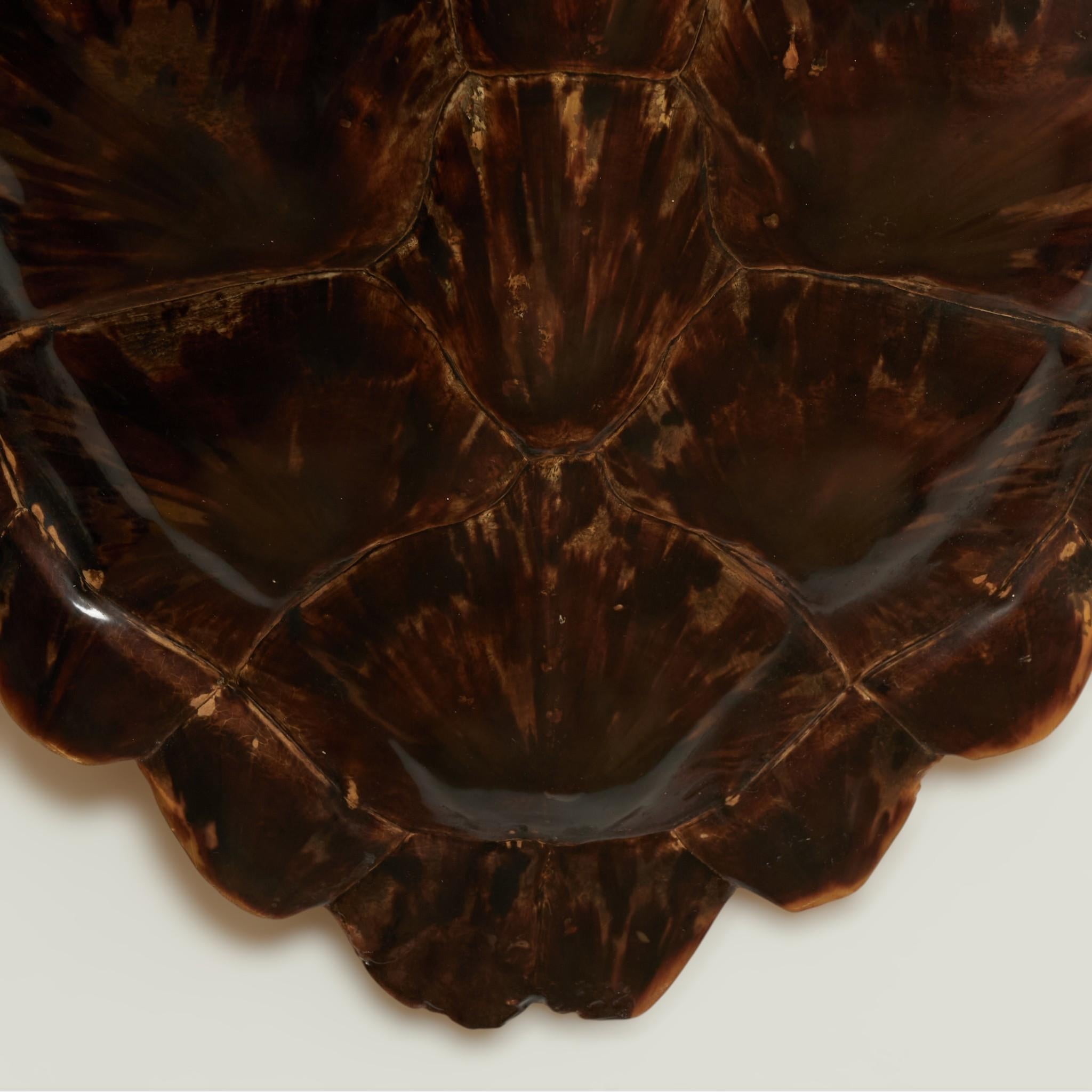 Unknown - Antique Organic Turtle Shell For Sale at 1stDibs