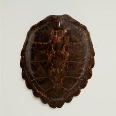 Antique Organic Turtle Shell