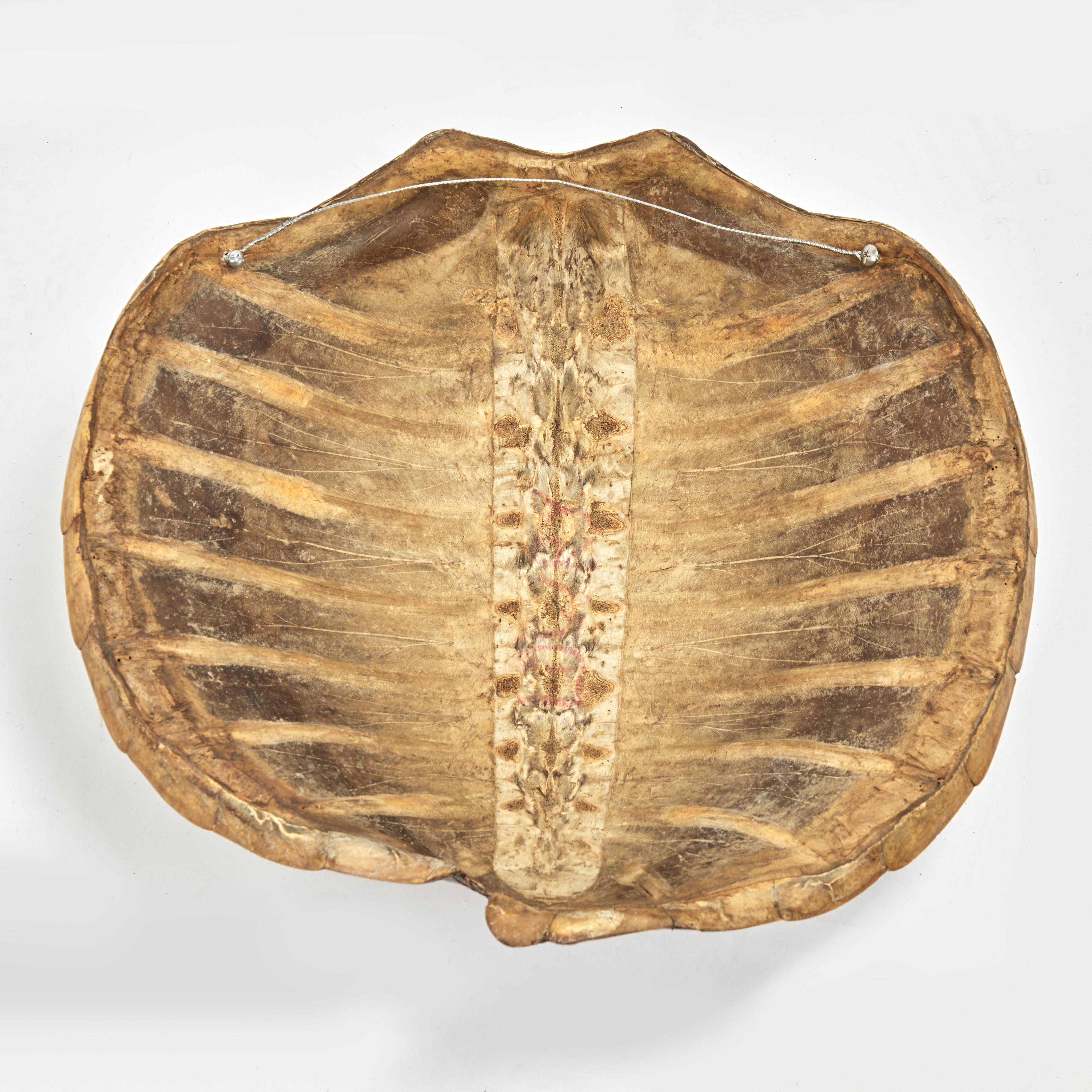 Antique Wall hanging Turtle Shell For Sale 5