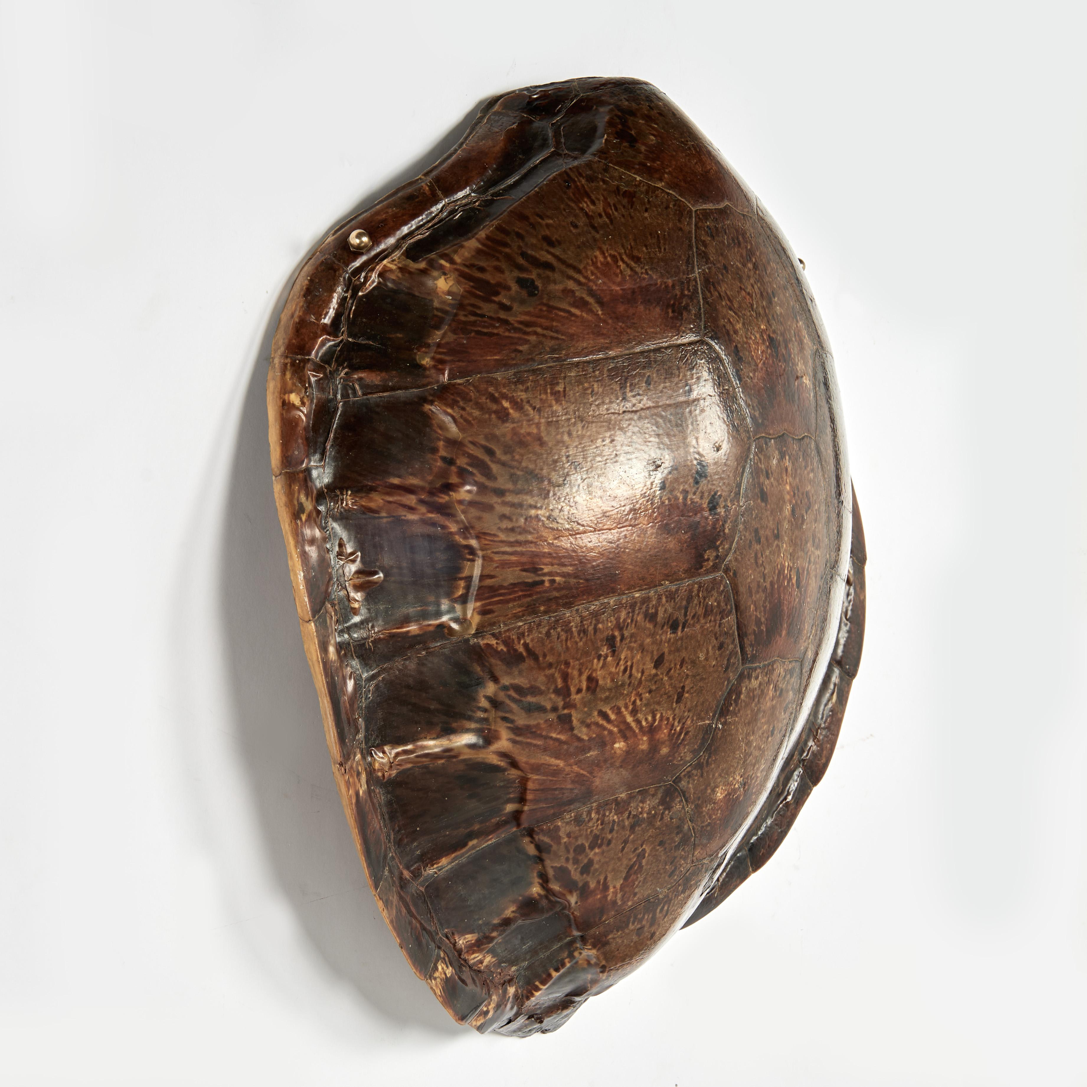 Antique Wall hanging Turtle Shell - Sculpture by Unknown