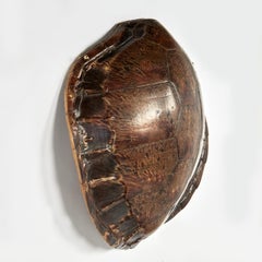 Suspension murale ancienne Coquille de tortue
