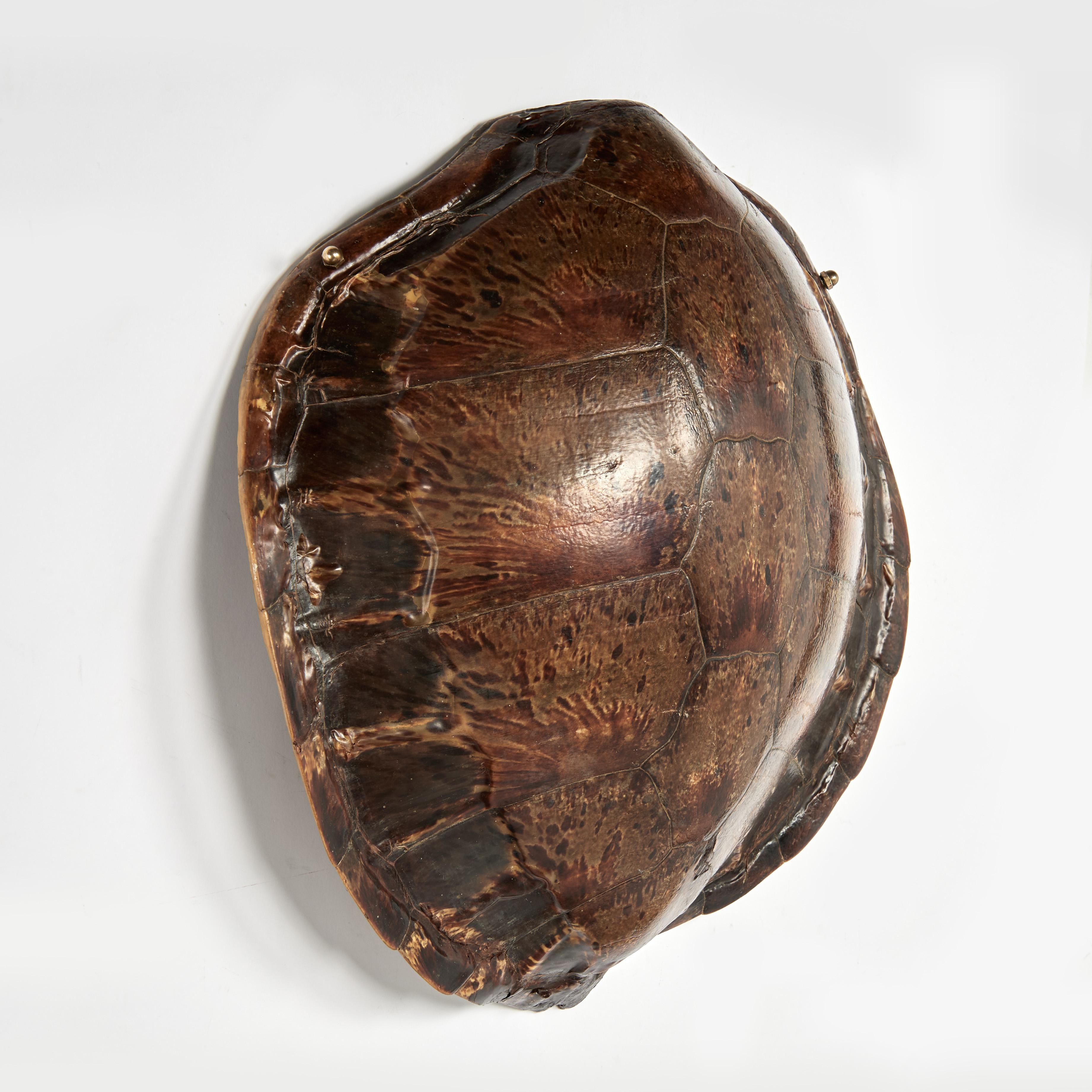 Antique Wall hanging Turtle Shell - Naturalistic Sculpture by Unknown