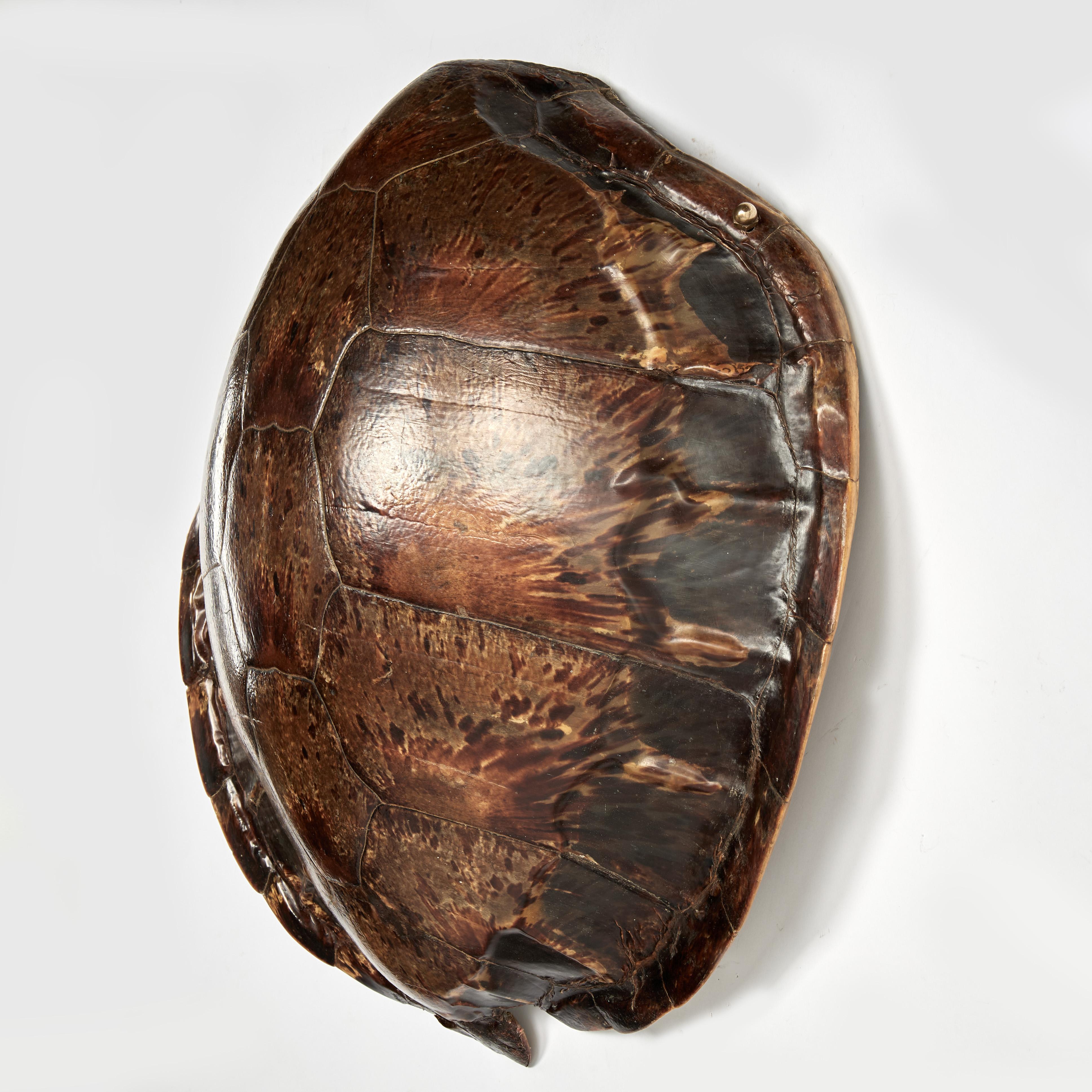 Lofty 19th century wall hanging turtle shell created by mother nature with its iconic form and unique organic patched color scheme.