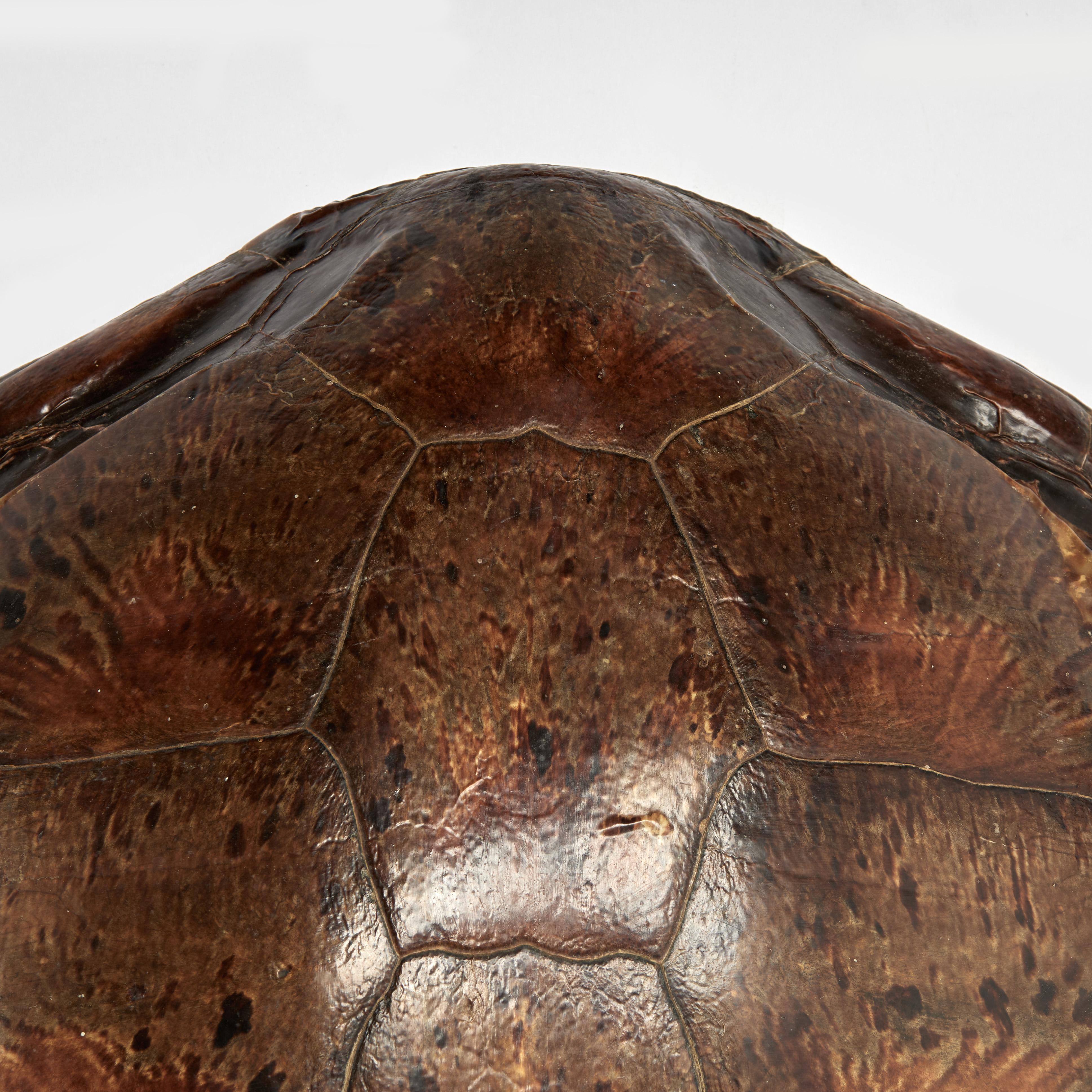 Antique Wall hanging Turtle Shell For Sale 1