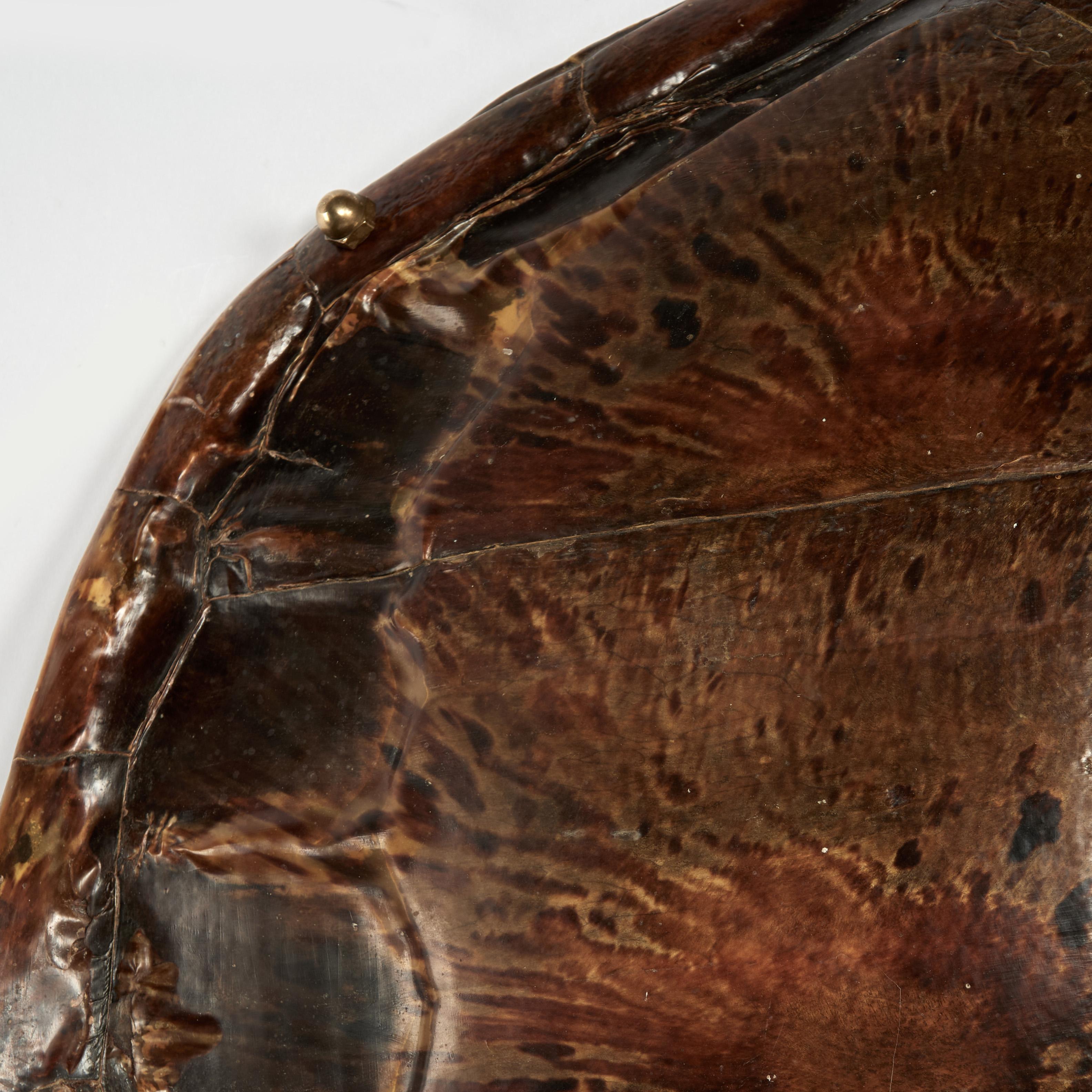 Antique Wall hanging Turtle Shell For Sale 2