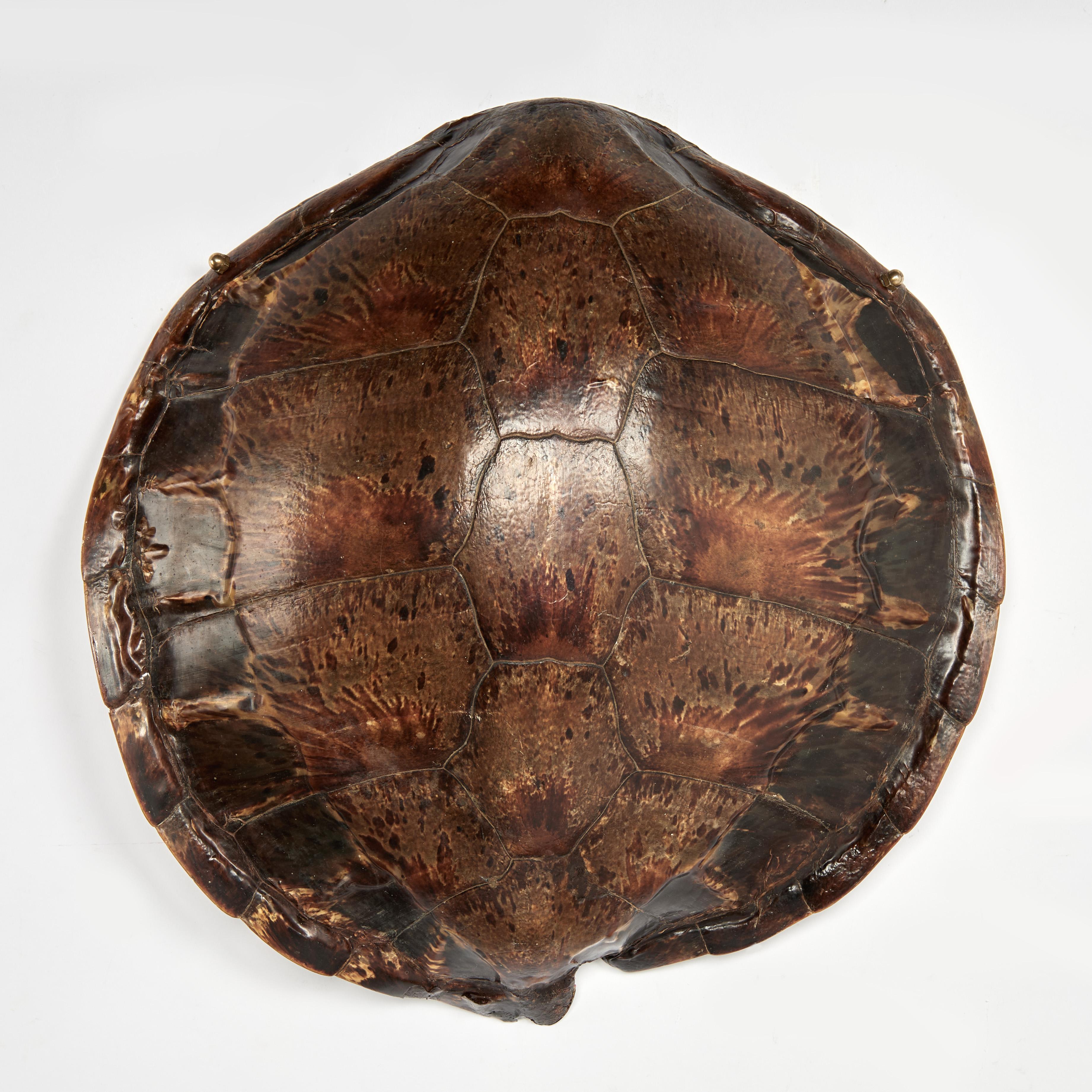 Unknown Still-Life Sculpture - Antique Wall hanging Turtle Shell